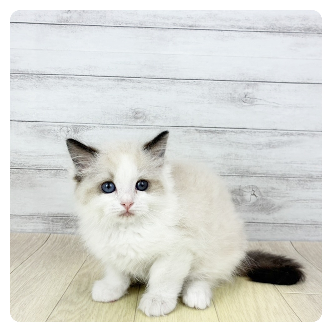 愛知県のラグドール (犬の家＆猫の里春日井本店/2025年12月18日生まれ/男の子/シールポイントバイカラー)の子猫