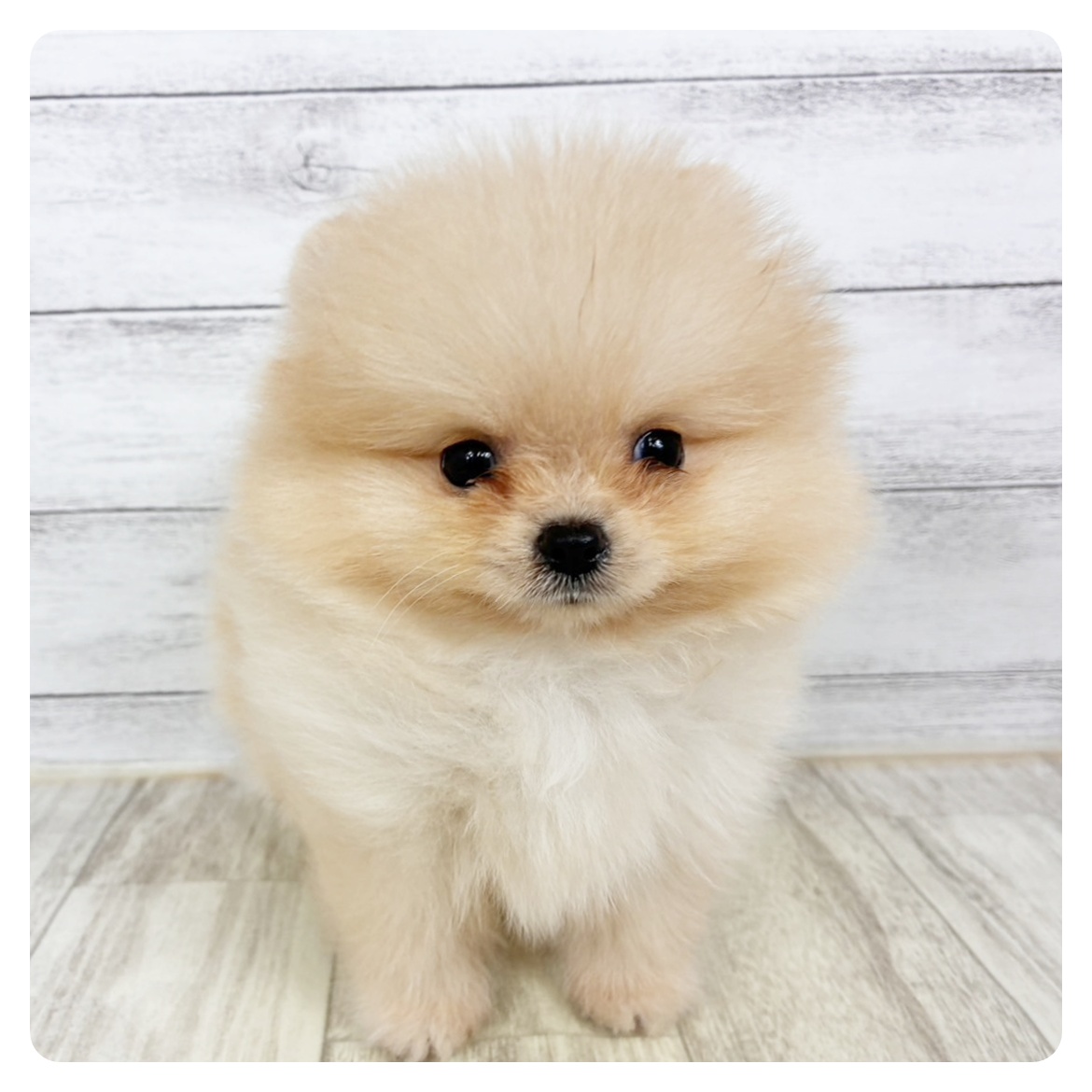 福井県のポメラニアン (犬の家＆猫の里福井店/2025年12月18日生まれ/女の子/クリーム)の子犬