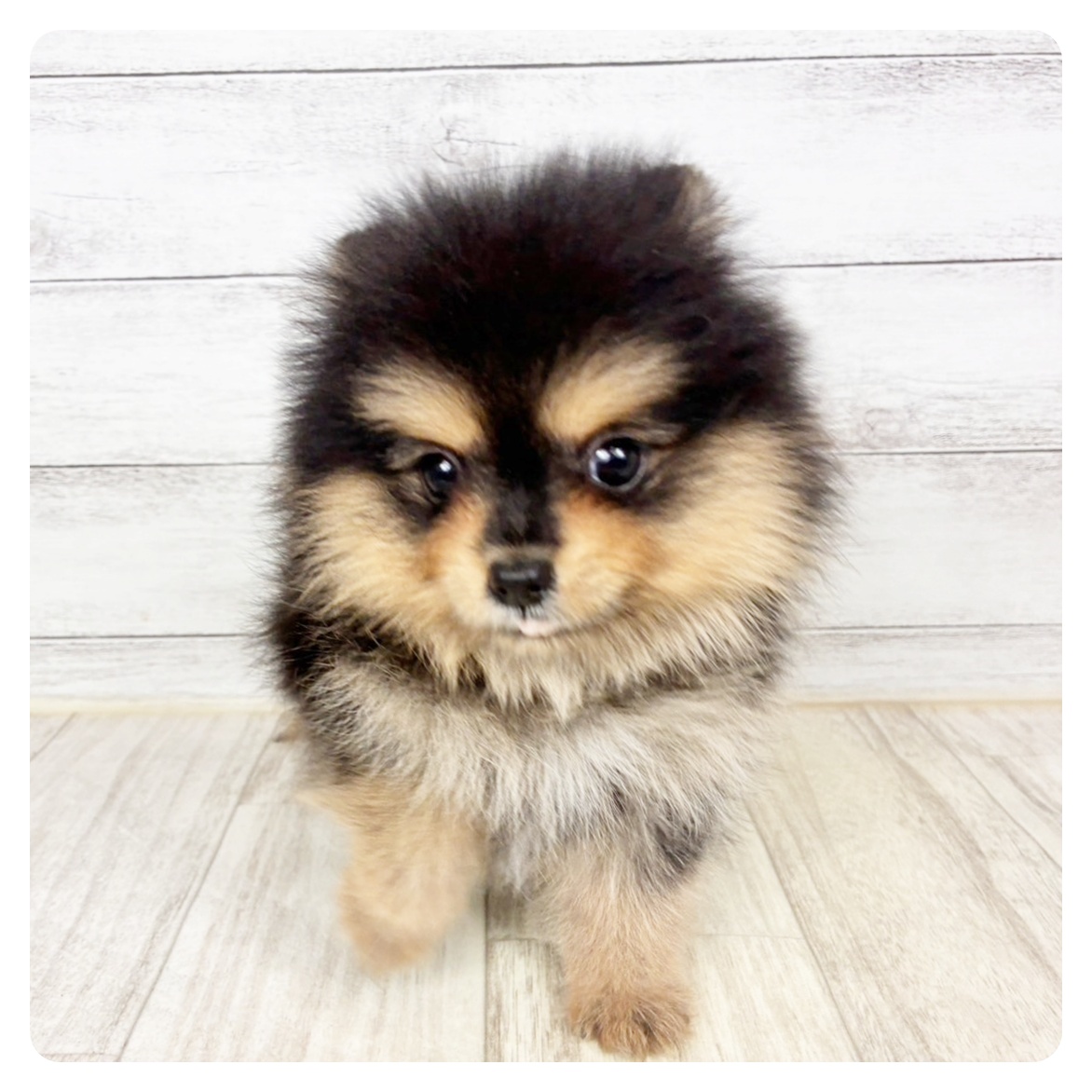 兵庫県のポメラニアン (犬の家＆猫の里川西店/2025年12月18日生まれ/女の子/ブラックタン)の子犬