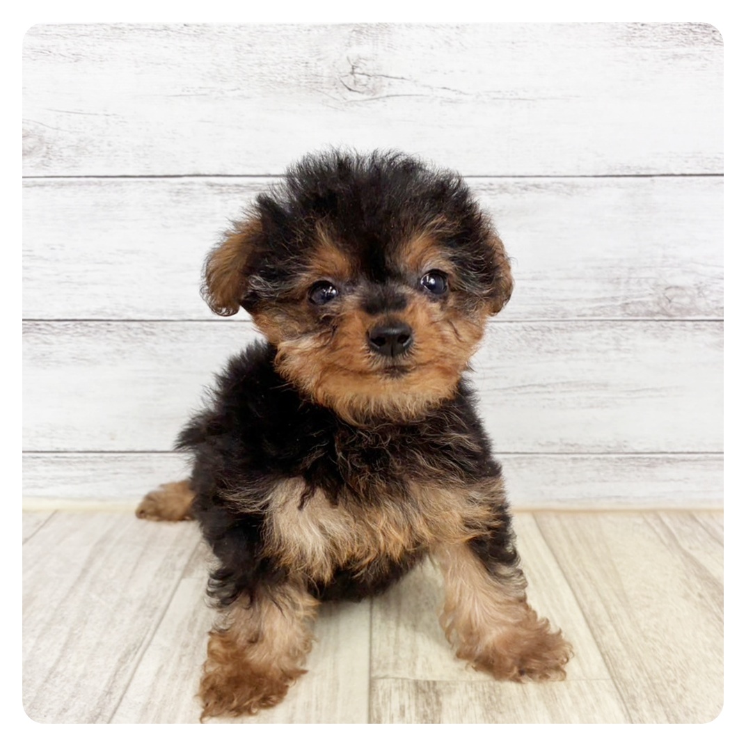 兵庫県のチワプー/プーチー(チワワ×プードル) (犬の家＆猫の里川西店/2025年12月15日生まれ/女の子/ブラックタン)の子犬