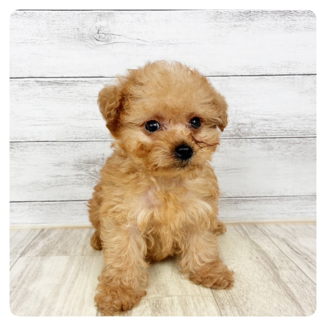 兵庫県のチワプー/プーチー(チワワ×プードル) (犬の家＆猫の里川西店/2025年12月15日生まれ/女の子/アプリコット)の子犬