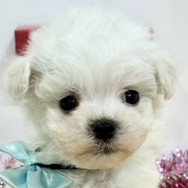 愛知県のハーフ犬・ミックス犬 (犬の家＆猫の里春日井本店/2025年12月21日生まれ/男の子/ホワイト)の子犬