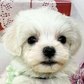 愛知県のハーフ犬・ミックス犬 (犬の家＆猫の里春日井本店/2025年12月21日生まれ/男の子/ホワイト)の子犬