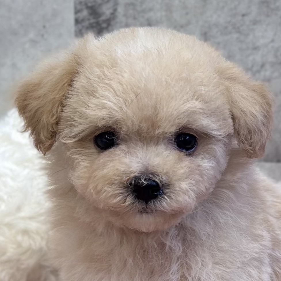 富山県のマルプー(マルチーズ×プードル) (犬の家＆猫の里富山店/2025年12月18日生まれ/男の子/クリームホワイト)の子犬
