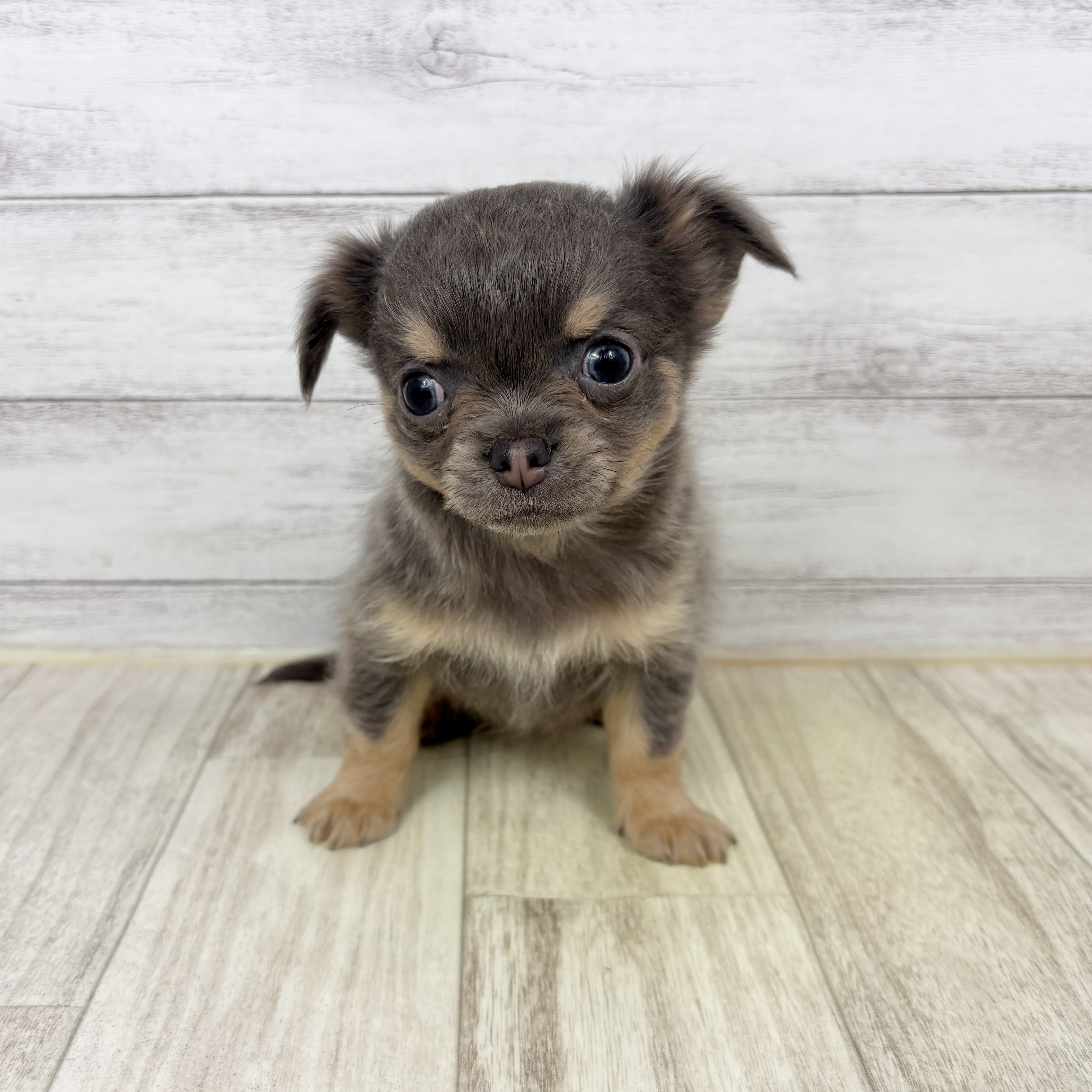 富山県のチワワ(ロング) (犬の家＆猫の里アミーゴ山室店/2025年12月20日生まれ/男の子/ブルータン)の子犬の2枚目の画像