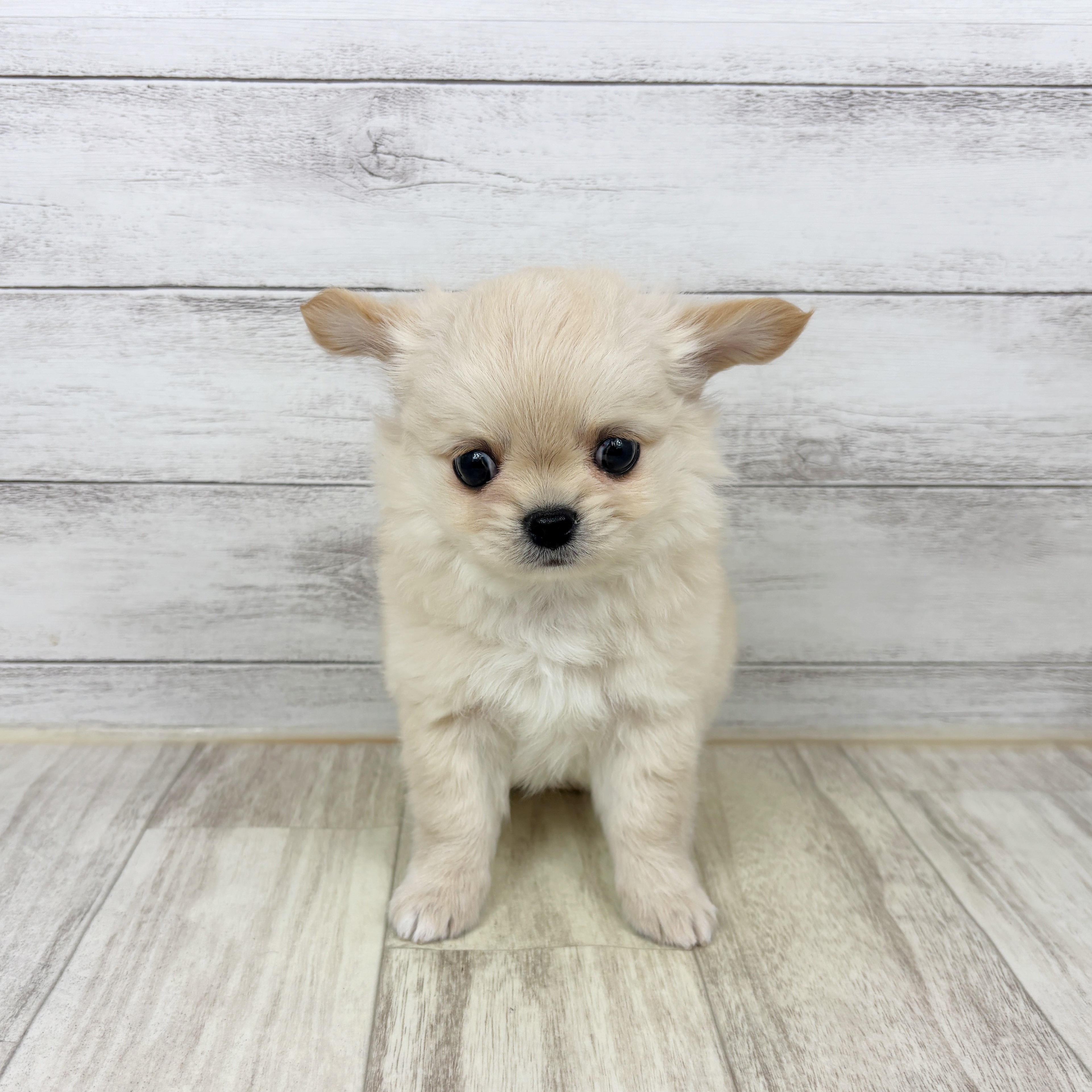兵庫県のチワワ(ロング) (犬の家＆猫の里ニッケパークタウン加古川店/2025年12月19日生まれ/男の子/クリームホワイト)の子犬