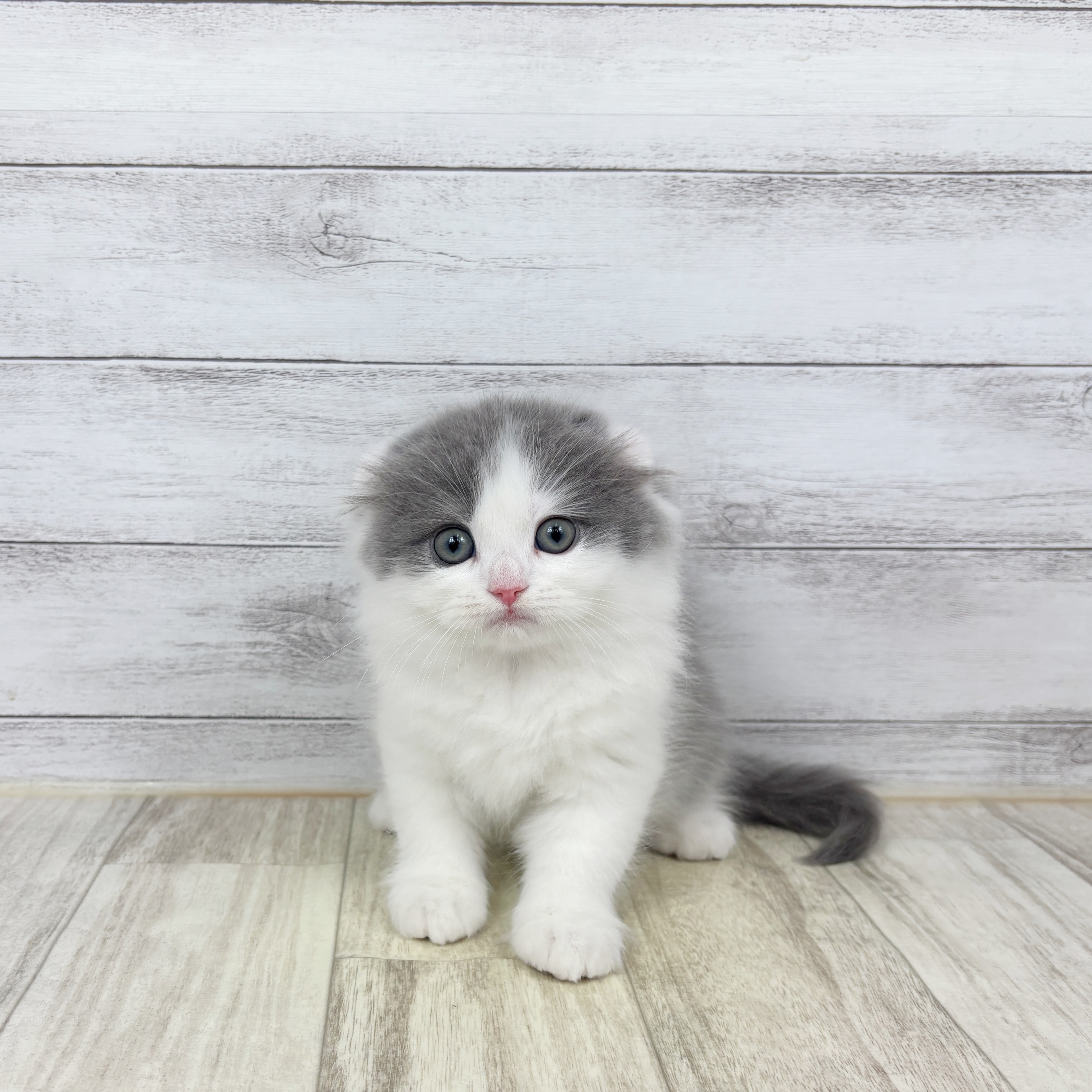 兵庫県のスコティッシュフォールド (犬の家＆猫の里川西店/2025年12月14日生まれ/男の子/ブルータビーホワイト)の子猫