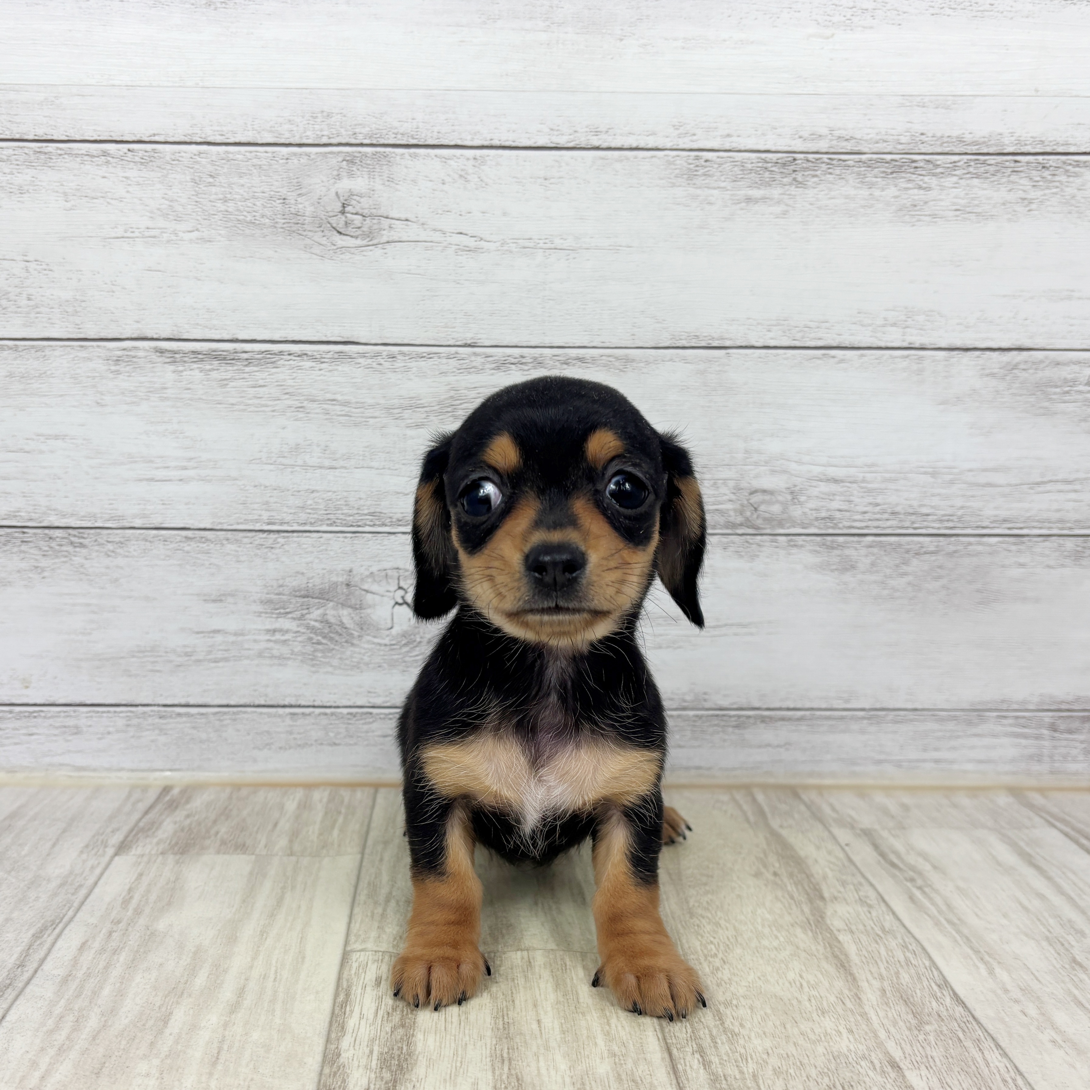 兵庫県のチワックス(チワワ×ダックス) (犬の家＆猫の里川西店/2025年12月21日生まれ/女の子/ブラックタン)の子犬