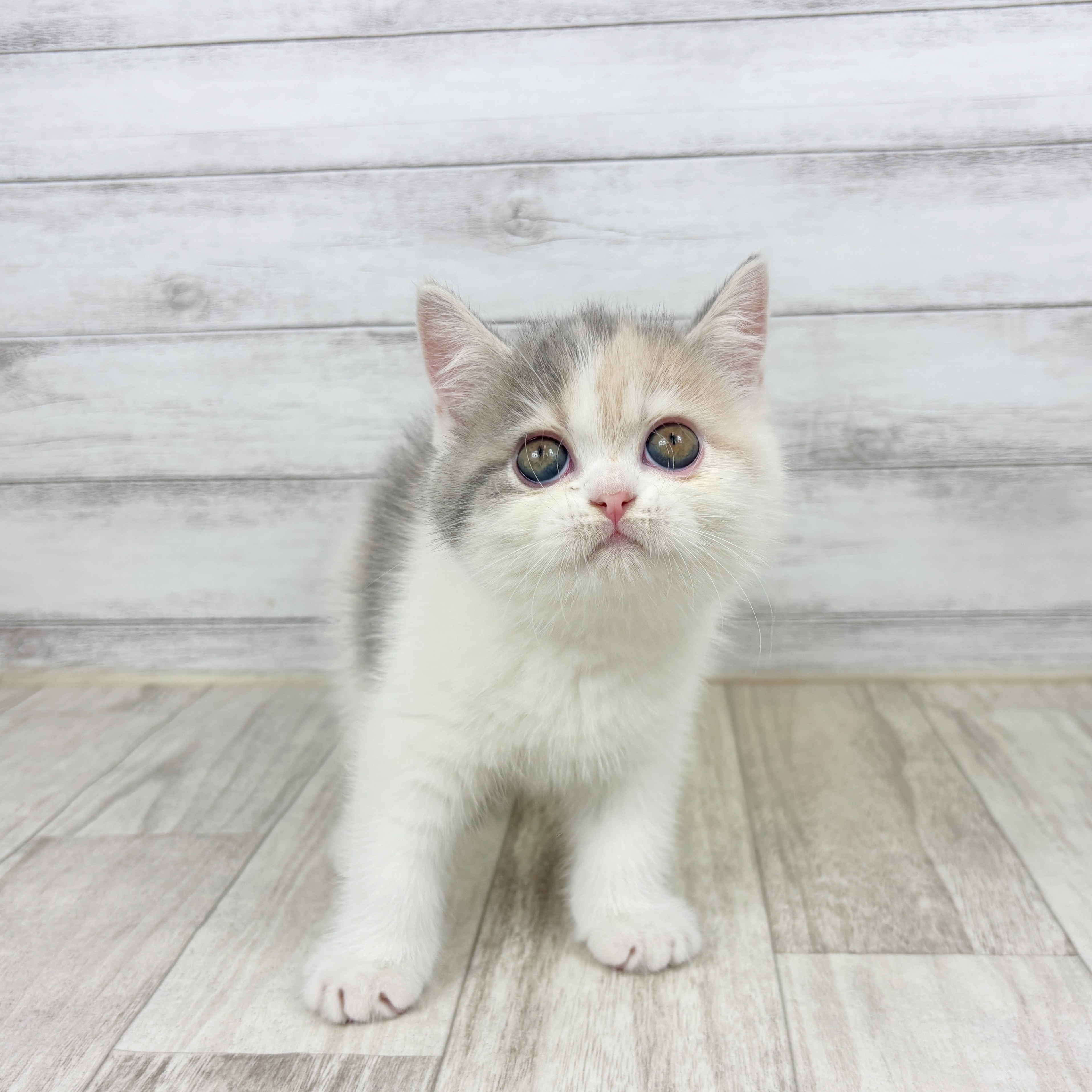 2025年12月20日生まれのエキゾチック