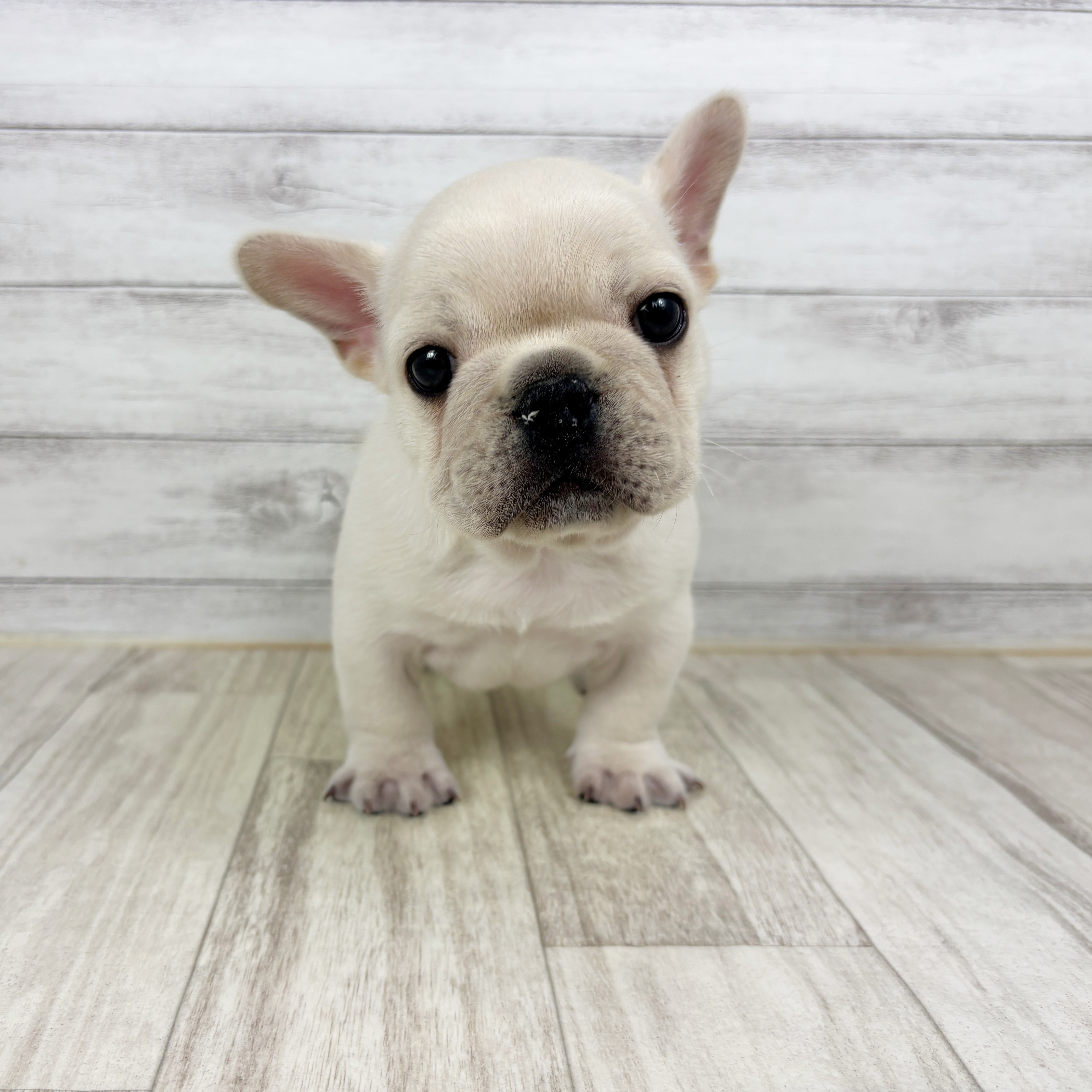 兵庫県のフレンチブルドッグ (犬の家＆猫の里川西店/2025年12月21日生まれ/男の子/クリーム)の子犬