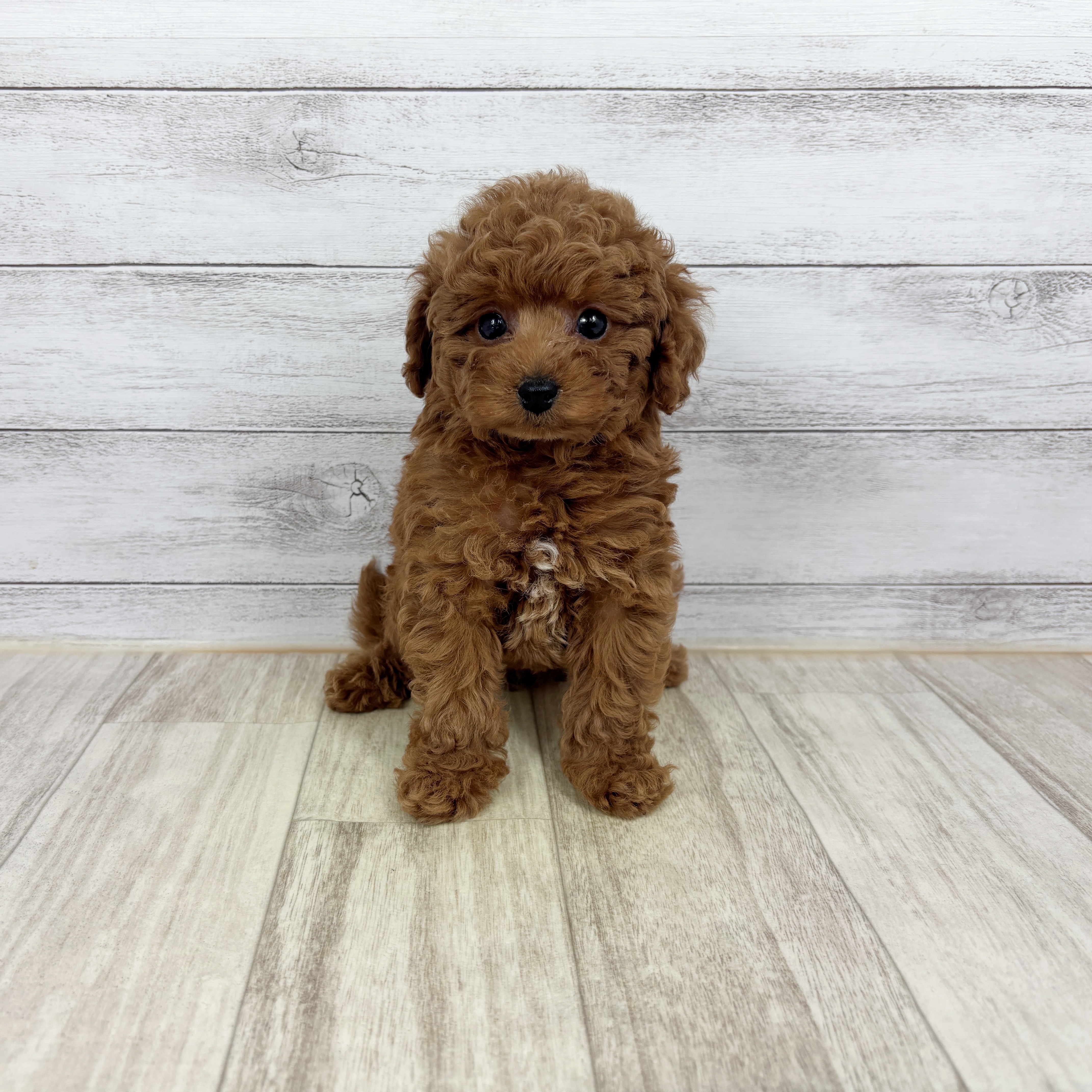 兵庫県のトイプードル(トイ) (犬の家＆猫の里川西店/2025年12月18日生まれ/男の子/レッドフォーン)の子犬