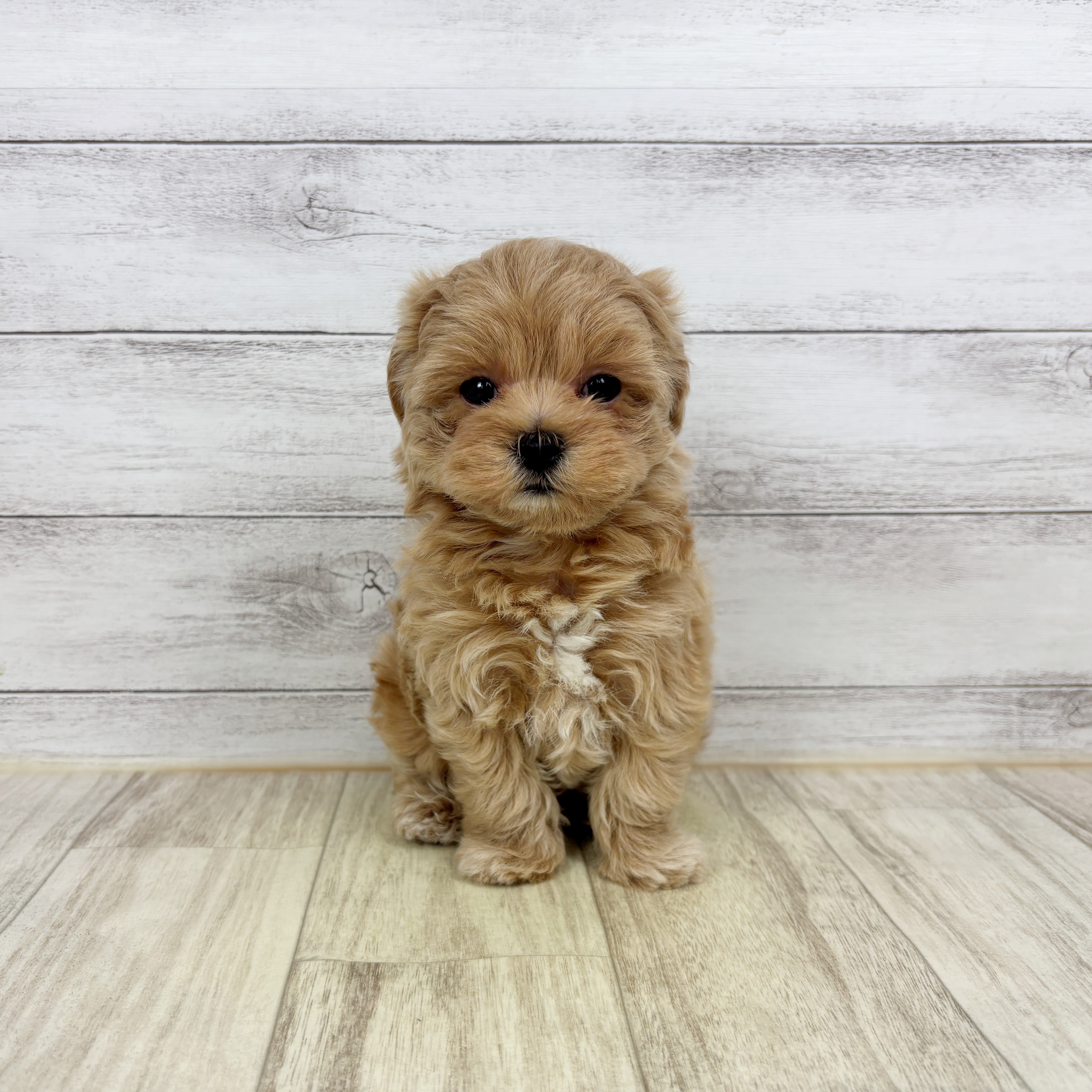 兵庫県のマルプー(マルチーズ×プードル) (犬の家＆猫の里川西店/2025年12月20日生まれ/男の子/クリームホワイト)の子犬