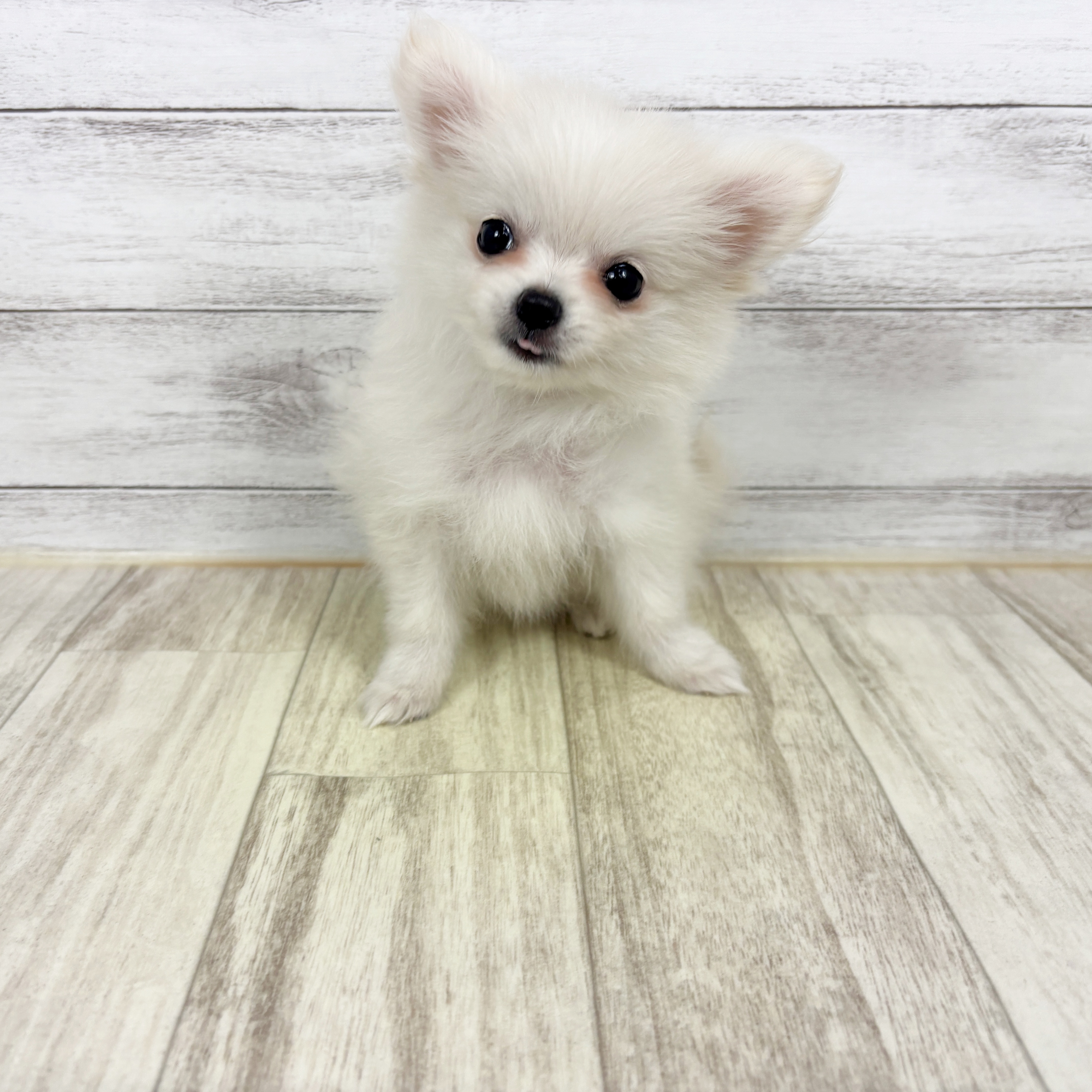 兵庫県のポメチワ/チワポメ/ポメチー(ポメラニアン×チワワ) (犬の家＆猫の里川西店/2025年12月17日生まれ/女の子/クリーム)の子犬