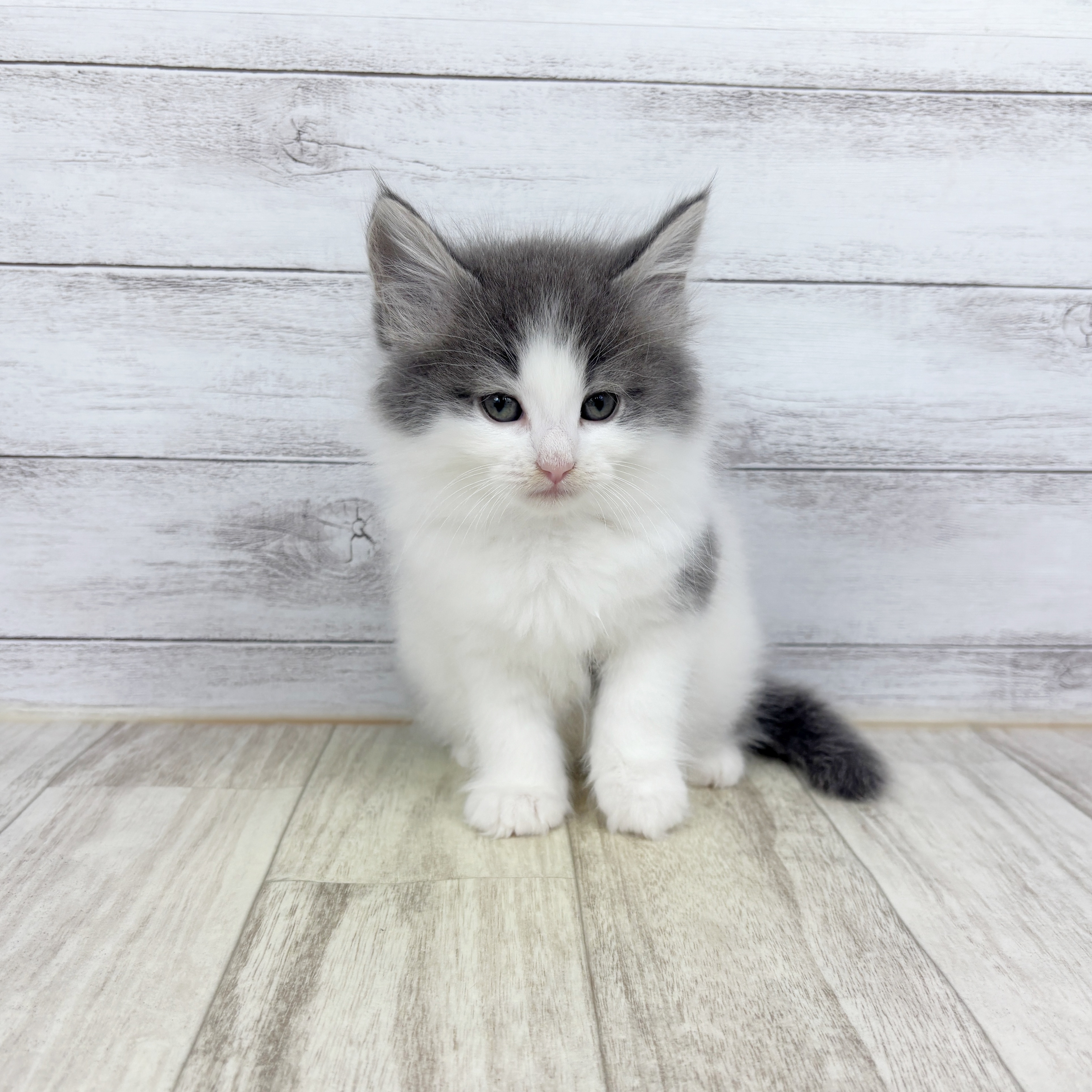 2025年12月19日生まれのノルウェージャンフォレストキャット