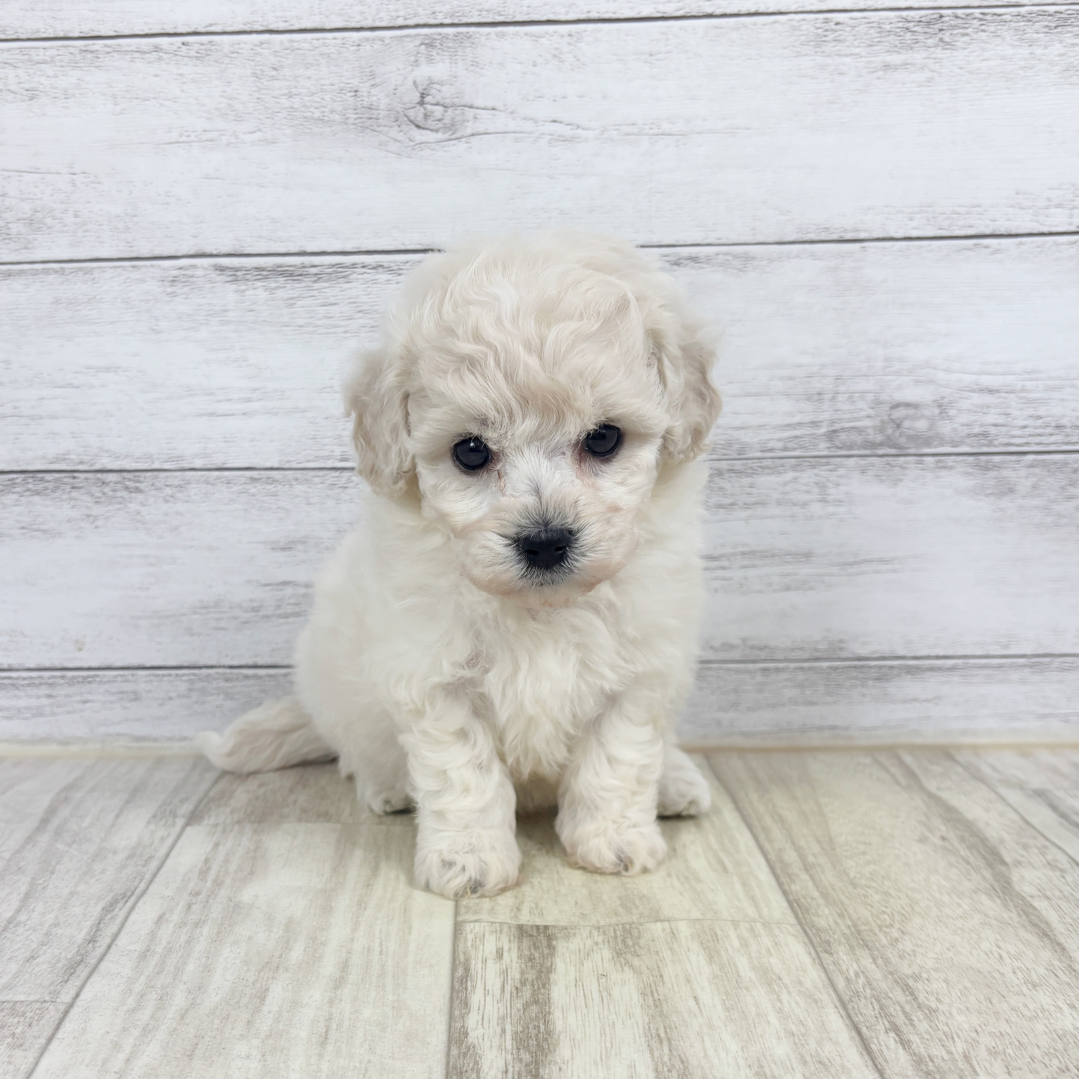 兵庫県のビションプー(ビションフリーゼ×プードル) (犬の家＆猫の里川西店/2025年12月19日生まれ/女の子/ホワイト)の子犬