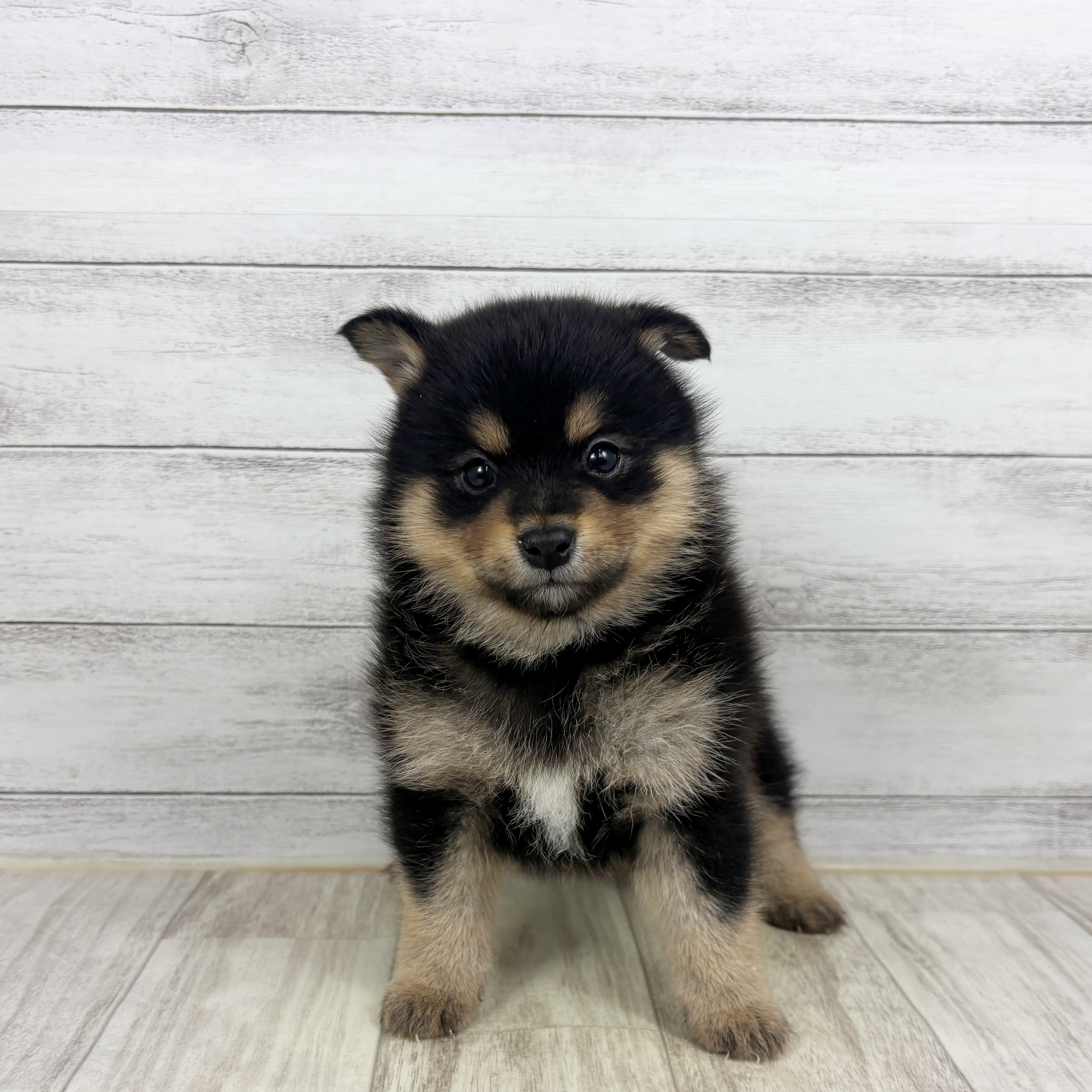 兵庫県のポメ柴/豆ポメ/ポメ豆柴(ポメラニアン×柴犬) (犬の家＆猫の里川西店/2025年12月20日生まれ/男の子/ブラックタン)の子犬