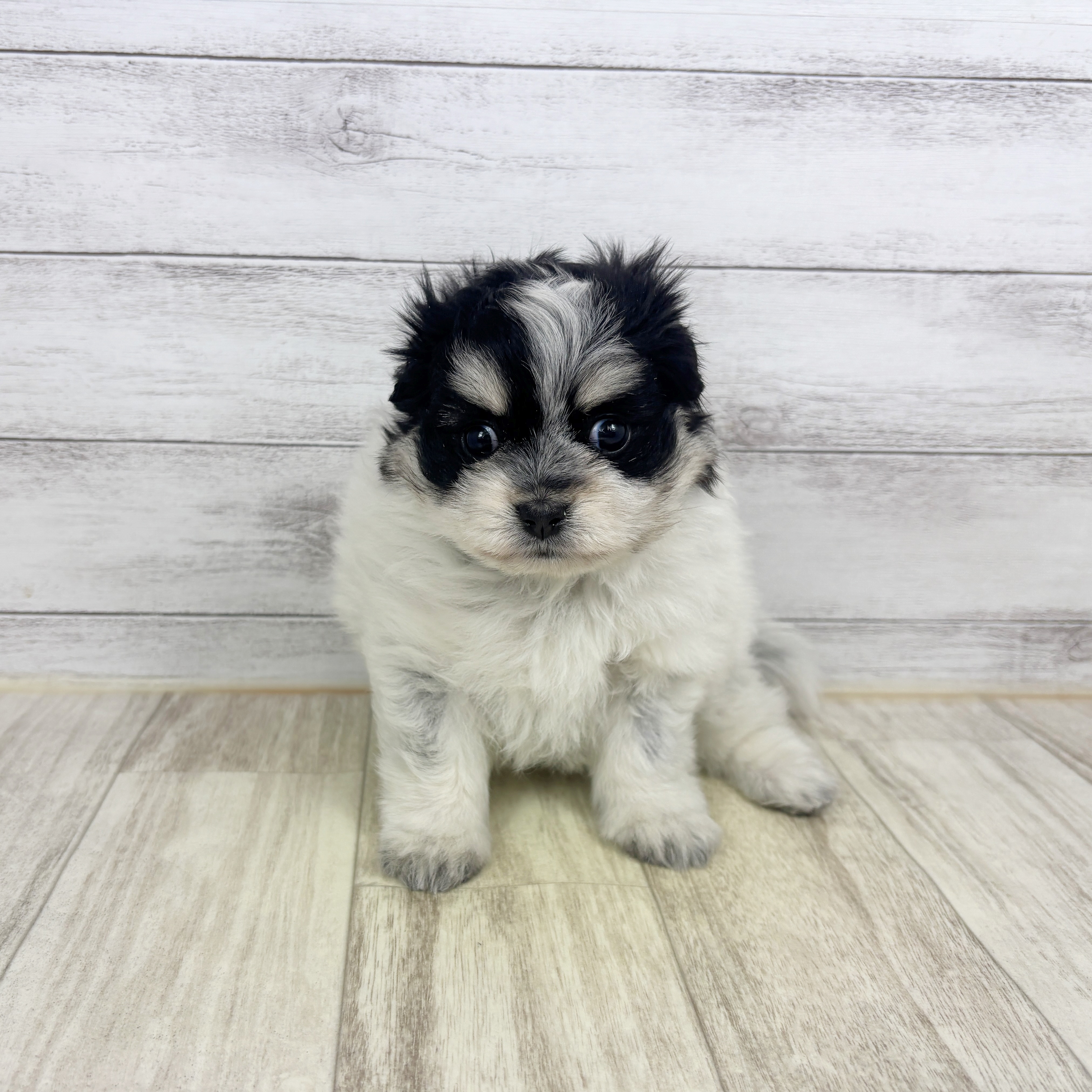 兵庫県のポメマル/マルポメ(ポメラニアン×マルチーズ) (犬の家＆猫の里川西店/2025年12月20日生まれ/女の子/パーティーカラー)の子犬