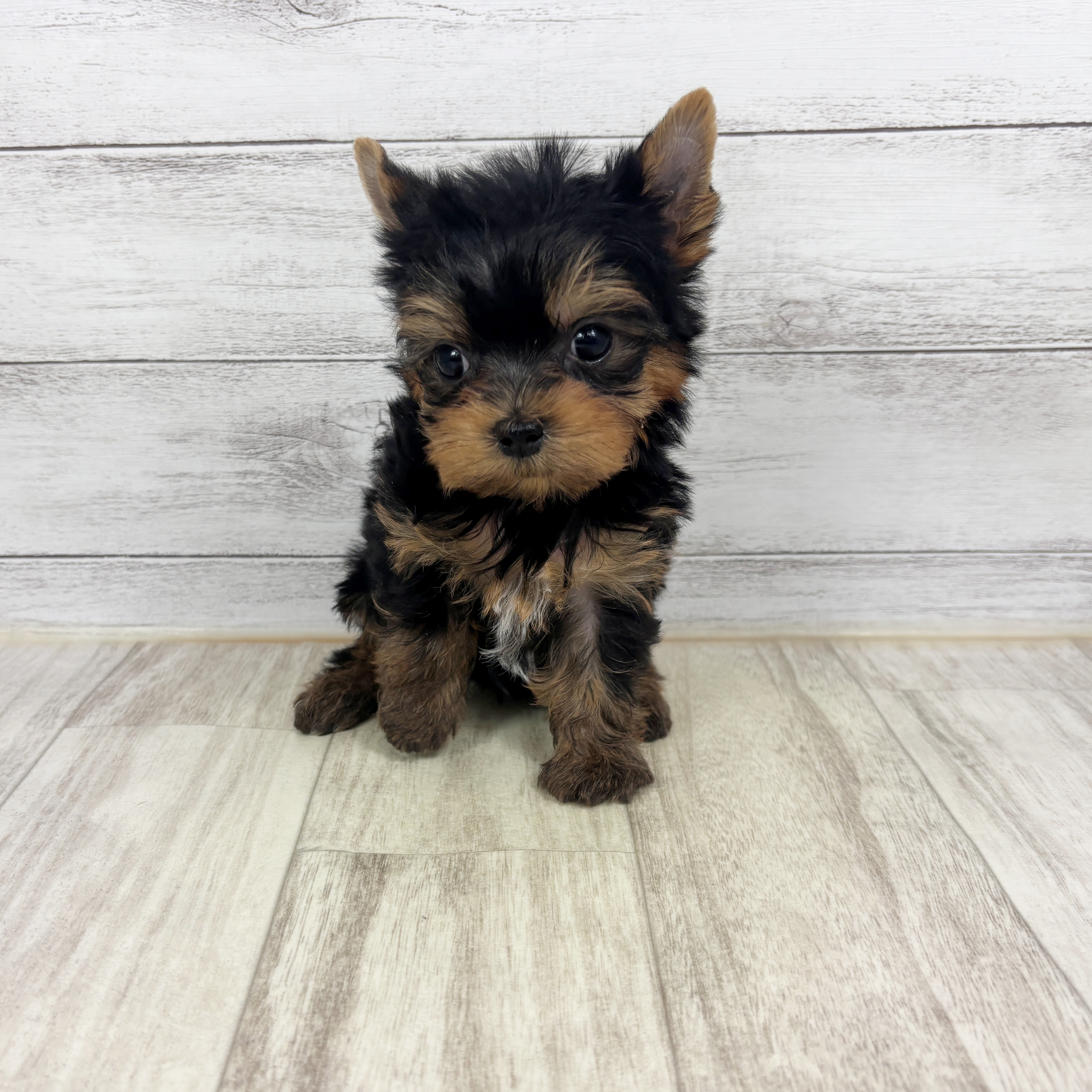 兵庫県のヨークシャーテリア (犬の家＆猫の里川西店/2025年12月19日生まれ/男の子/スチールブルータン)の子犬