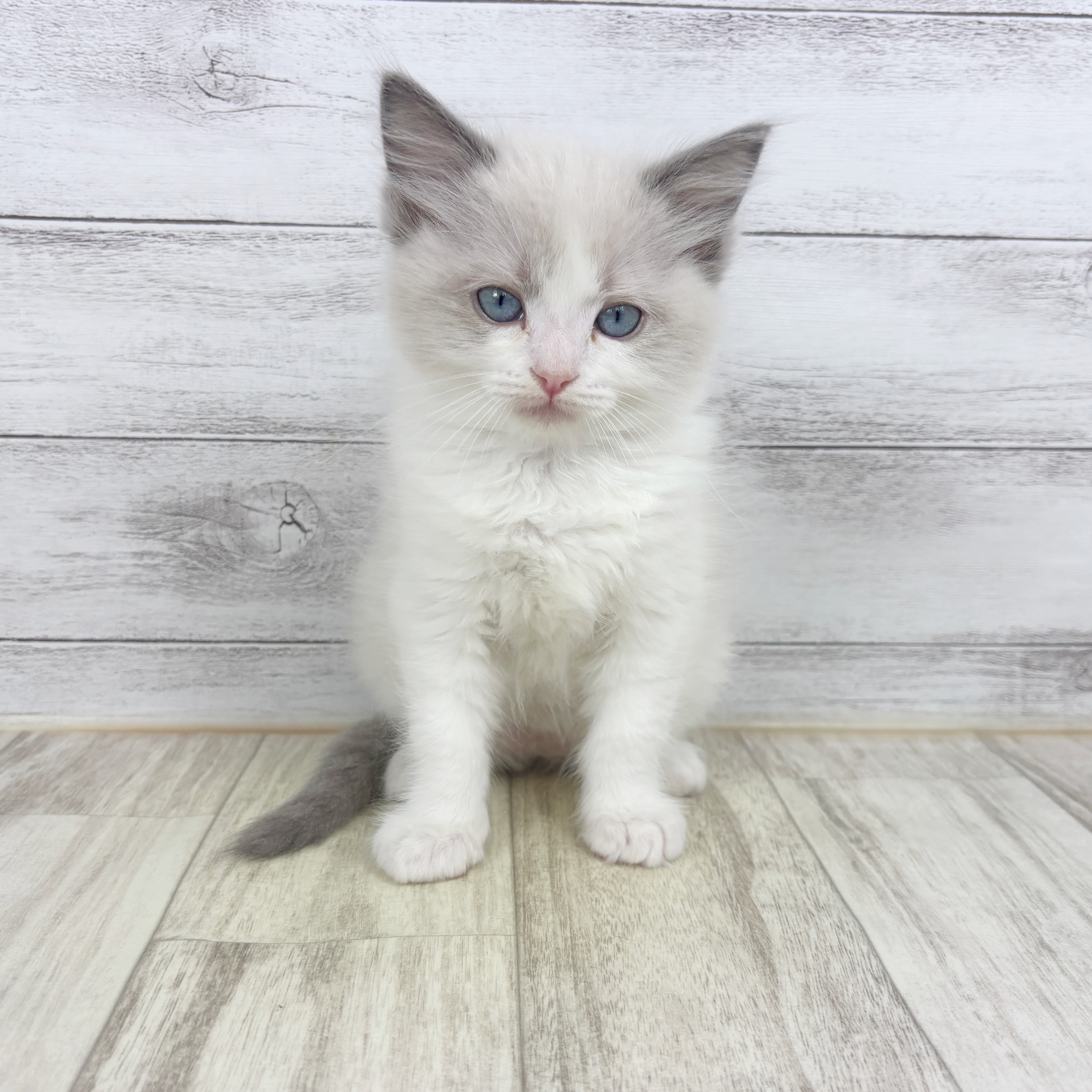 2025年12月19日生まれのラグドール