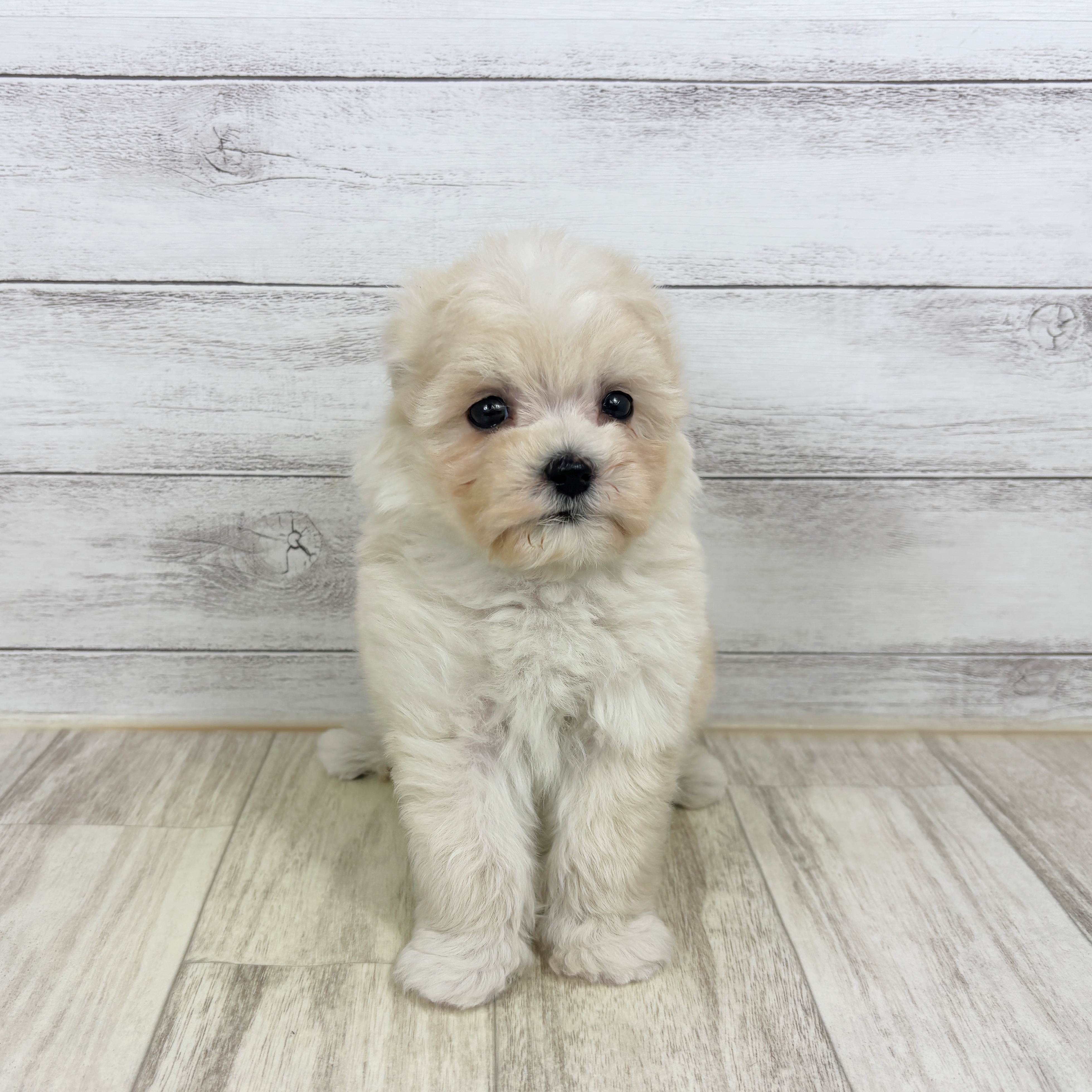 兵庫県のマルプー(マルチーズ×プードル) (犬の家＆猫の里ゆめタウン姫路店/2025年12月20日生まれ/女の子/クリーム)の子犬