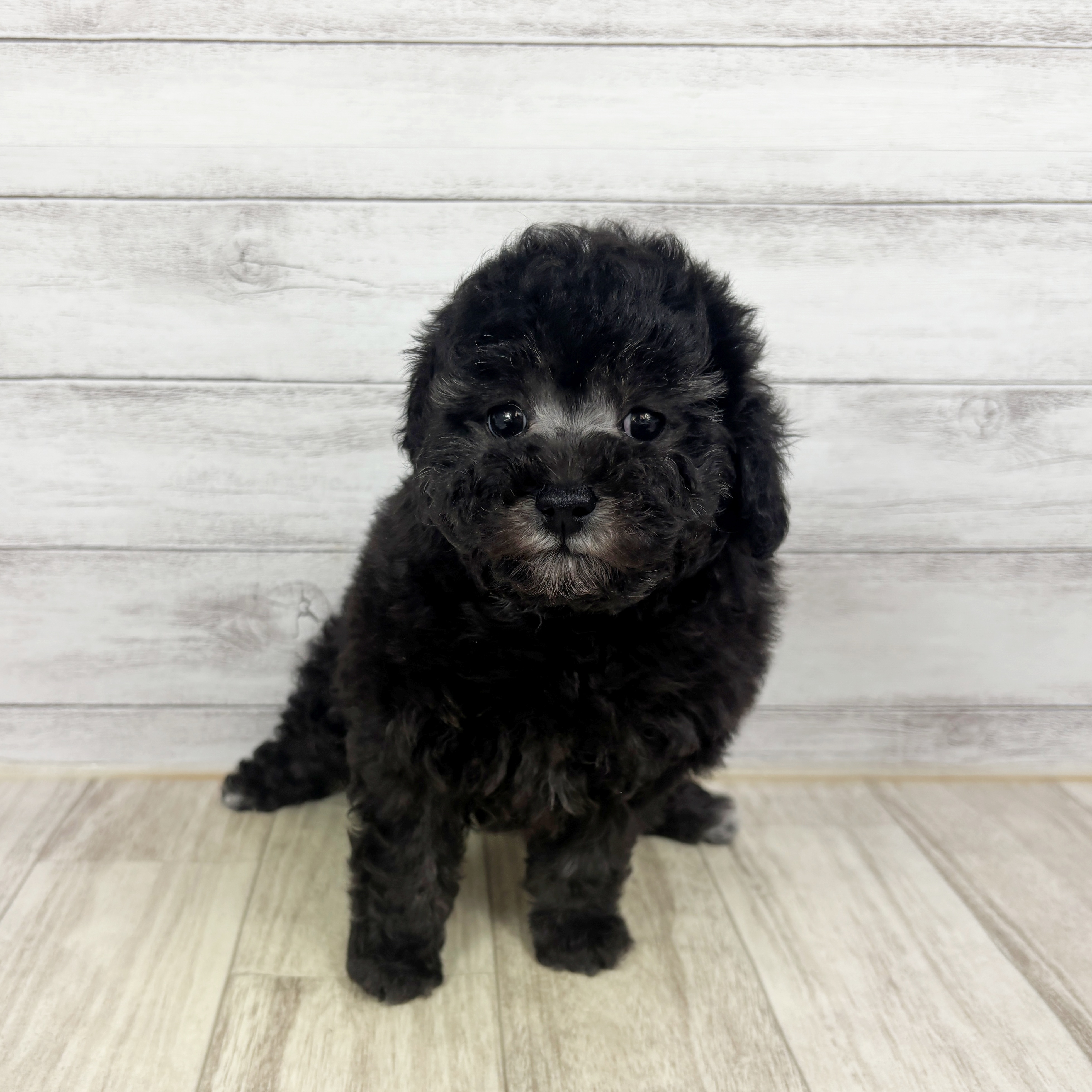 兵庫県のトイプードル(トイ) (犬の家＆猫の里川西店/2025年12月20日生まれ/女の子/グレー)の子犬