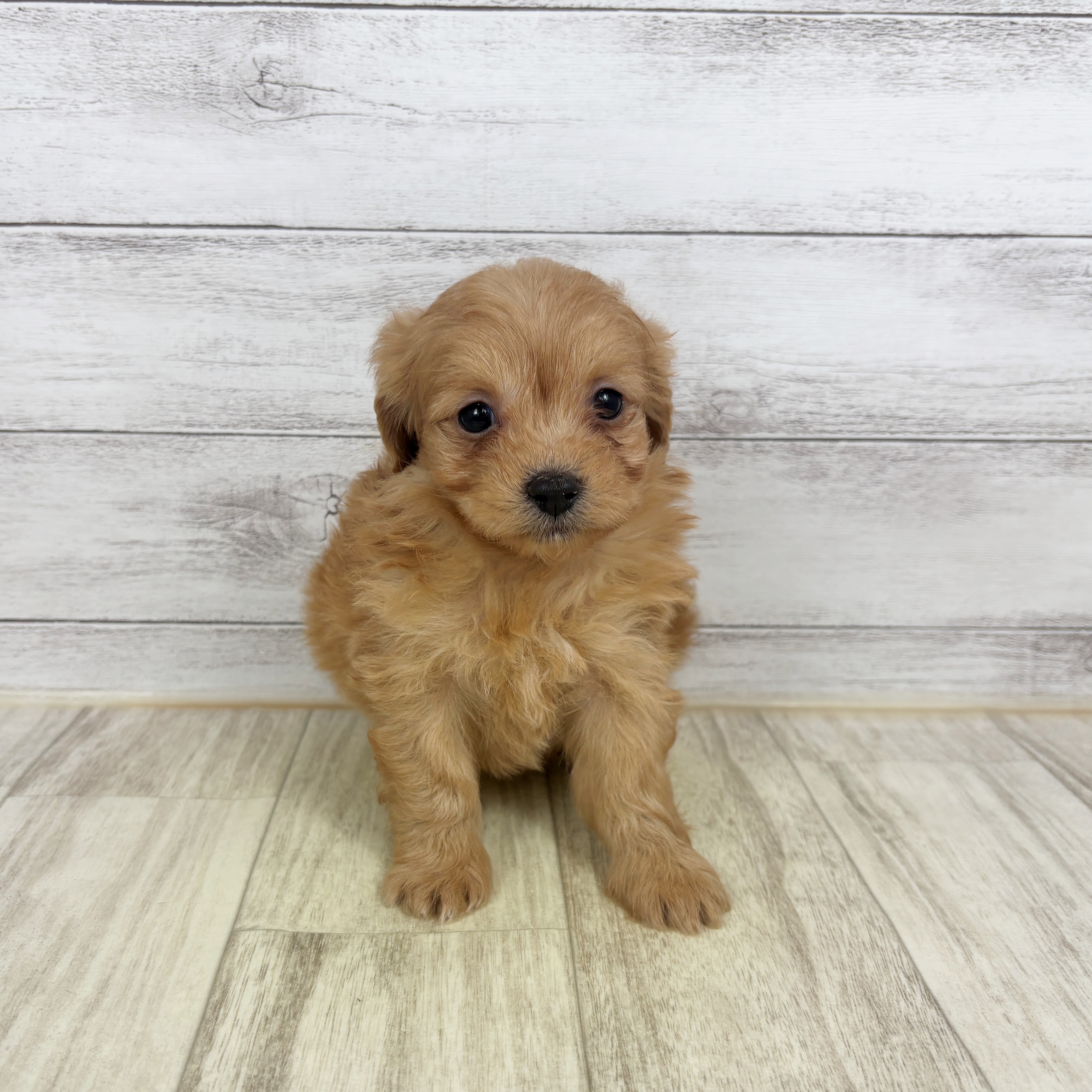 兵庫県のダップー(ダックス×プードル) (犬の家＆猫の里川西店/2025年12月19日生まれ/女の子/レッド)の子犬