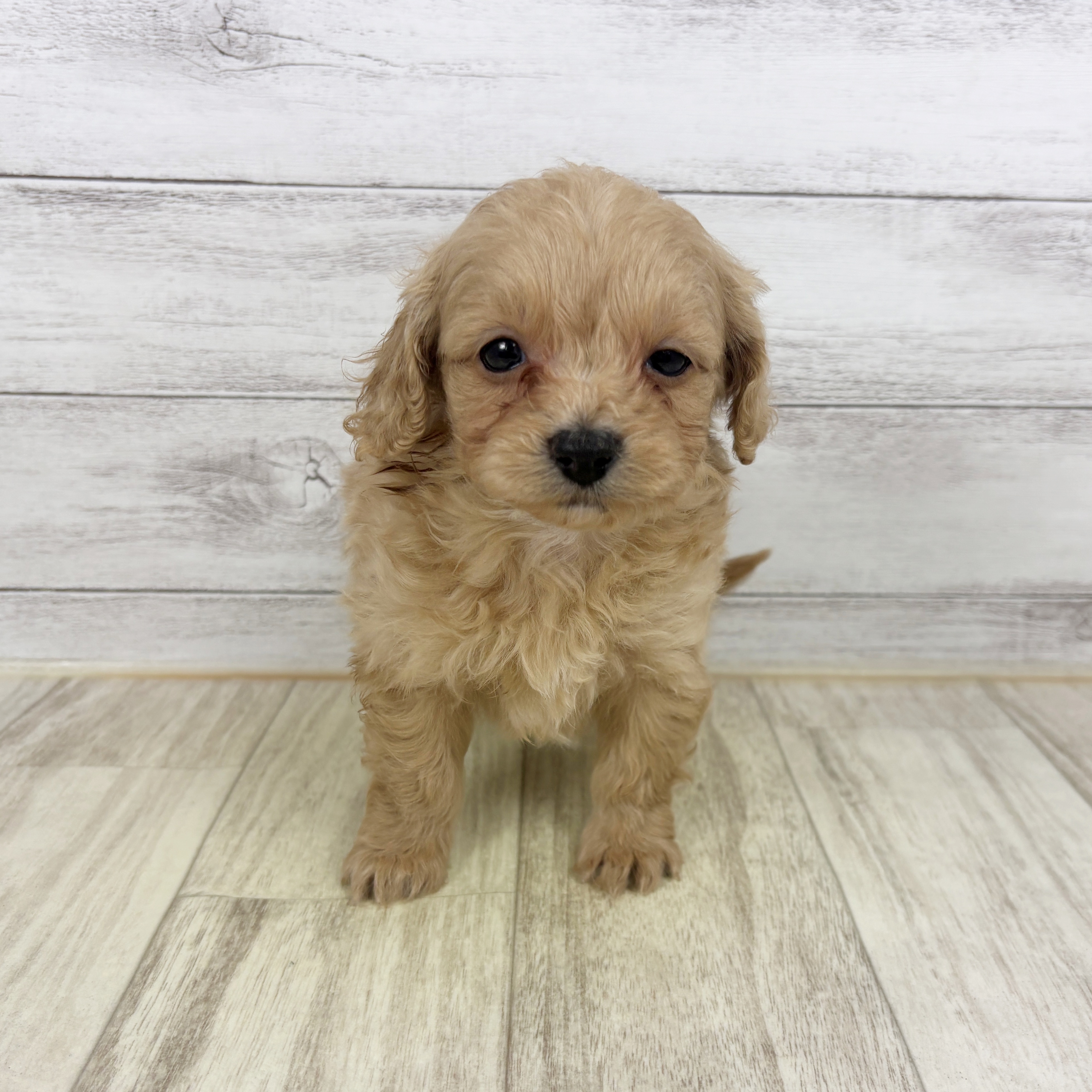 兵庫県のダップー(ダックス×プードル) (犬の家＆猫の里川西店/2025年12月19日生まれ/男の子/クリーム)の子犬