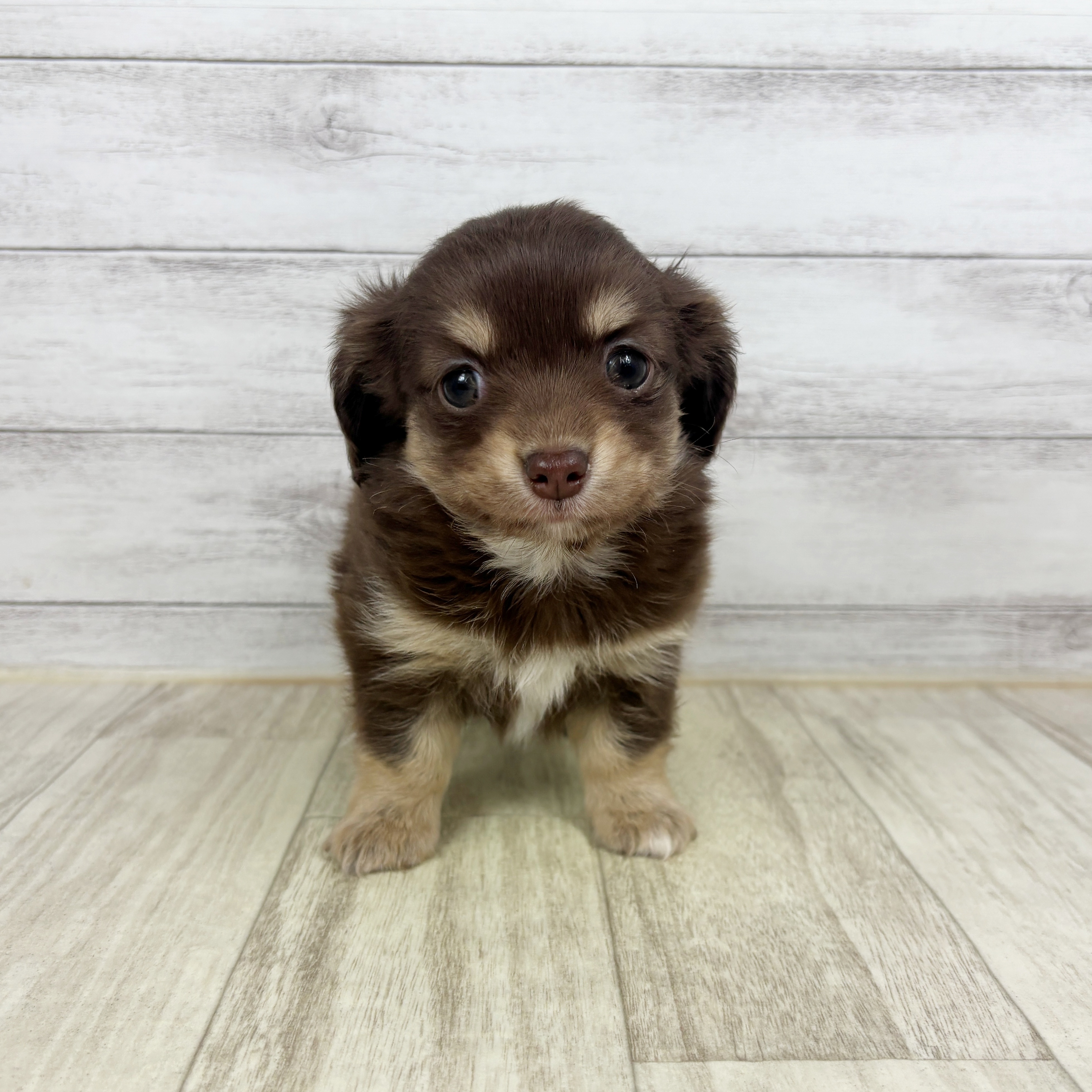 兵庫県のチワックス(チワワ×ダックス) (犬の家＆猫の里川西店/2025年12月21日生まれ/女の子/チョコレートクリーム)の子犬