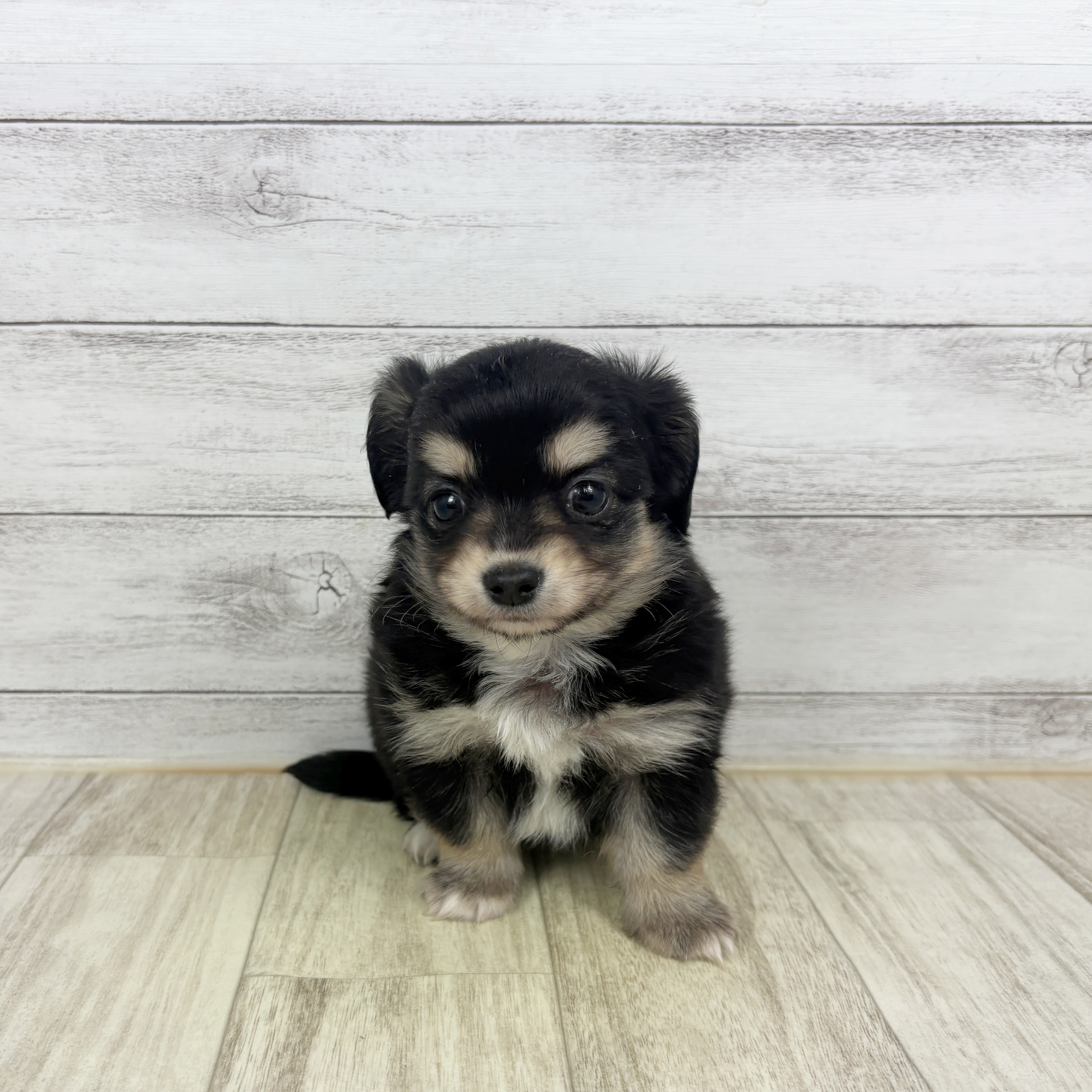 兵庫県のチワックス(チワワ×ダックス) (犬の家＆猫の里川西店/2025年12月21日生まれ/女の子/ブラッククリーム)の子犬