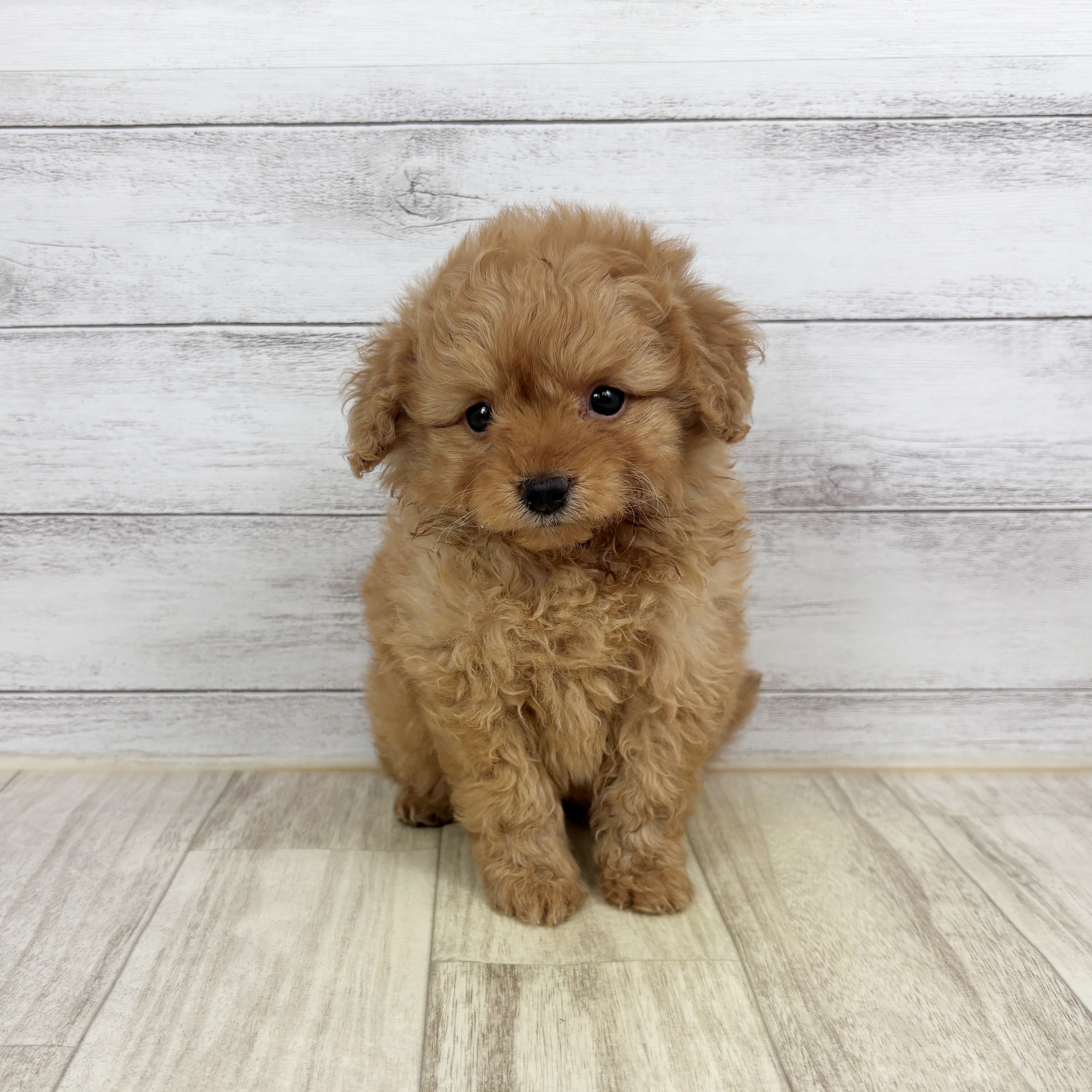 兵庫県のポメプー(ポメラニアン×プードル) (犬の家＆猫の里ゆめタウン姫路店/2025年12月20日生まれ/男の子/レッド)の子犬