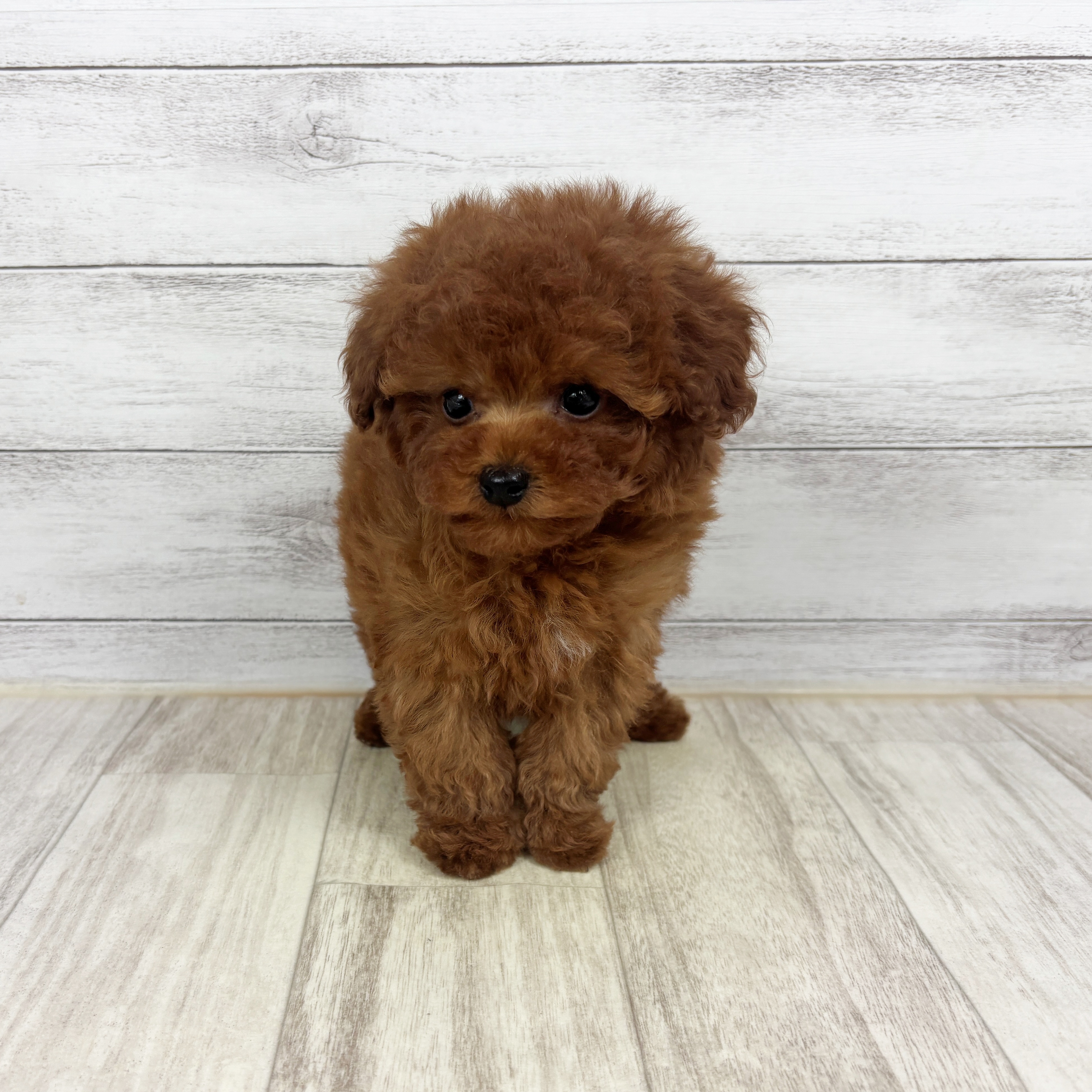 岡山県のトイプードル(トイ) (犬の家＆猫の里倉敷店/2025年12月20日生まれ/男の子/レッドフォーン)の子犬