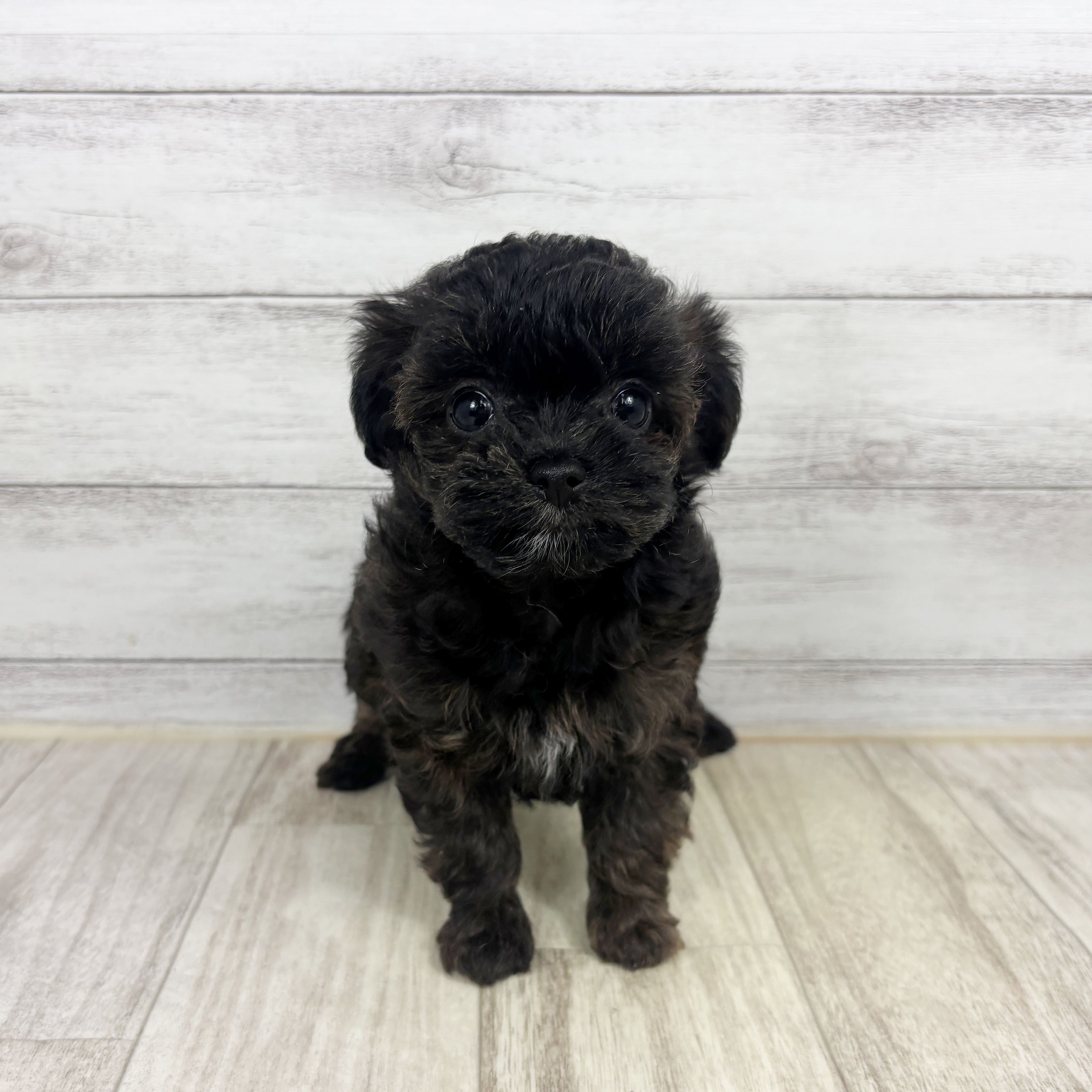 兵庫県のチワプー/プーチー(チワワ×プードル) (犬の家＆猫の里川西店/2025年12月20日生まれ/女の子/ブラウン)の子犬