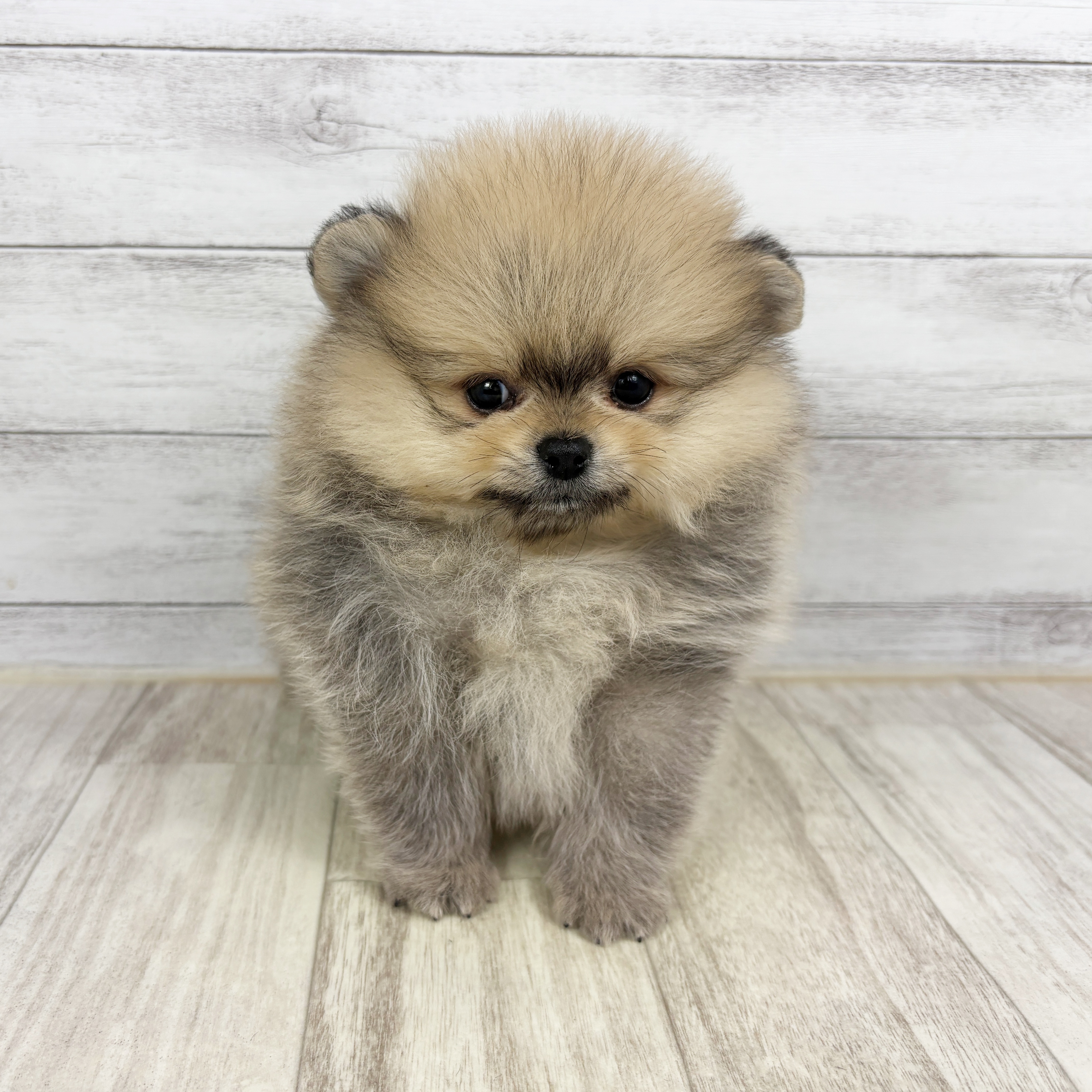 兵庫県のポメラニアン (犬の家＆猫の里川西店/2025年12月20日生まれ/男の子/ウルフセーブル)の子犬