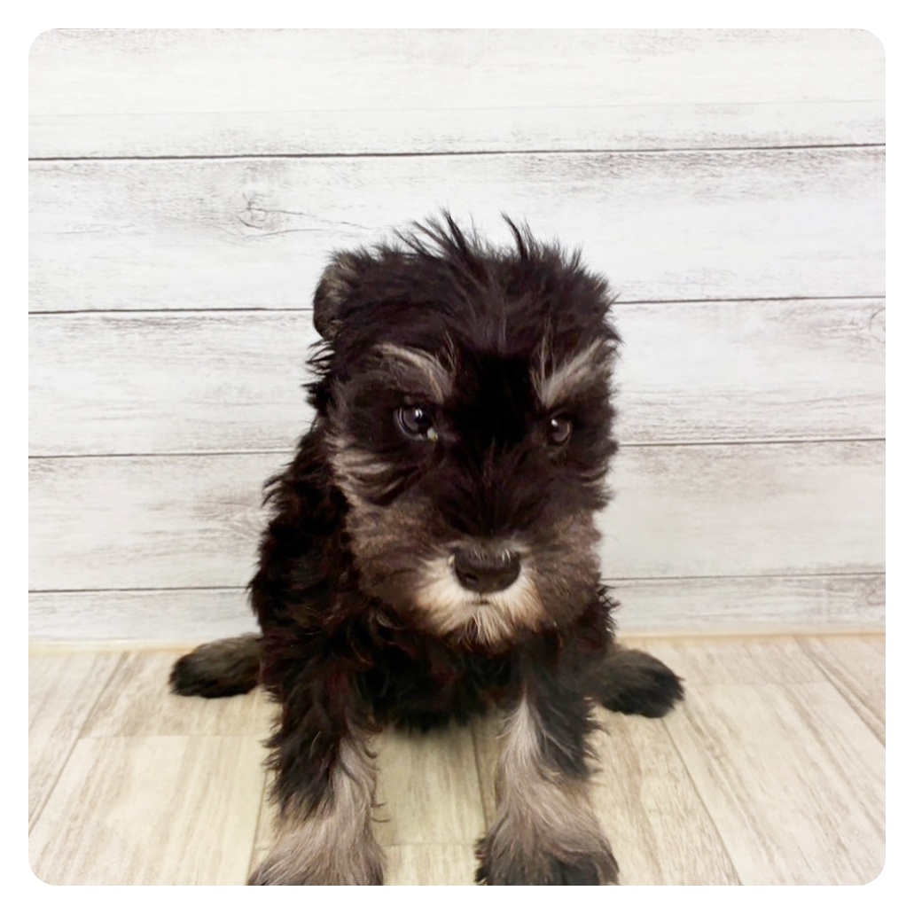 兵庫県のミニチュアシュナウザー (犬の家＆猫の里川西店/2025年12月13日生まれ/男の子/ブラックシルバー)の子犬