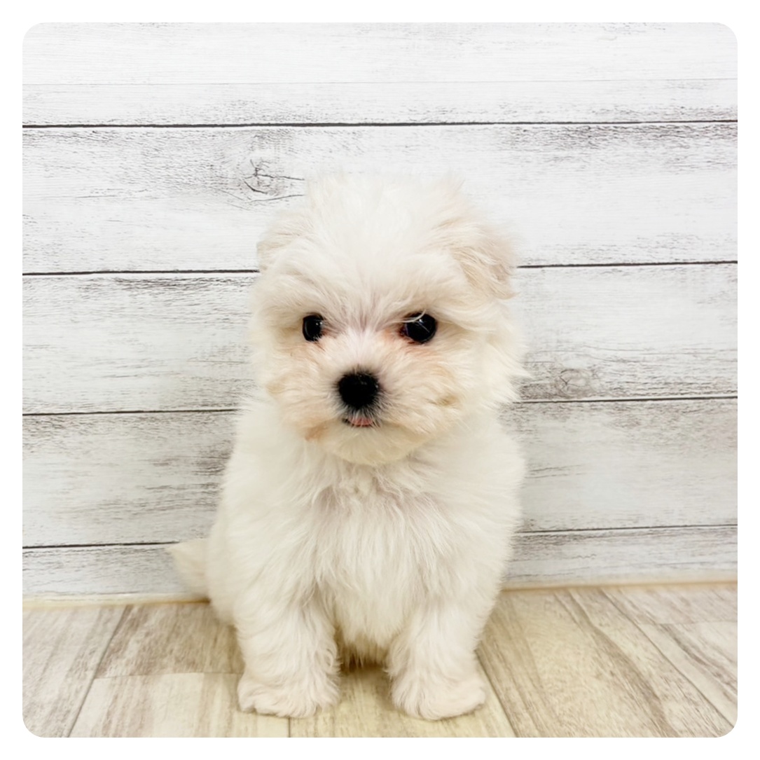兵庫県のマルチーズ (犬の家＆猫の里川西店/2025年12月16日生まれ/男の子/ホワイト)の子犬