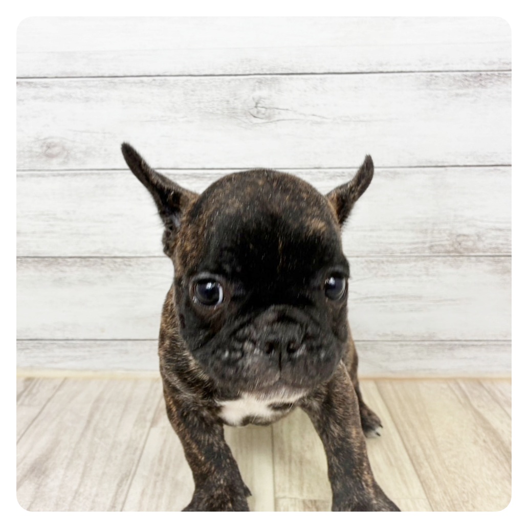 兵庫県のフレンチブルドッグ (犬の家＆猫の里川西店/2025年12月17日生まれ/男の子/ブリンドル)の子犬