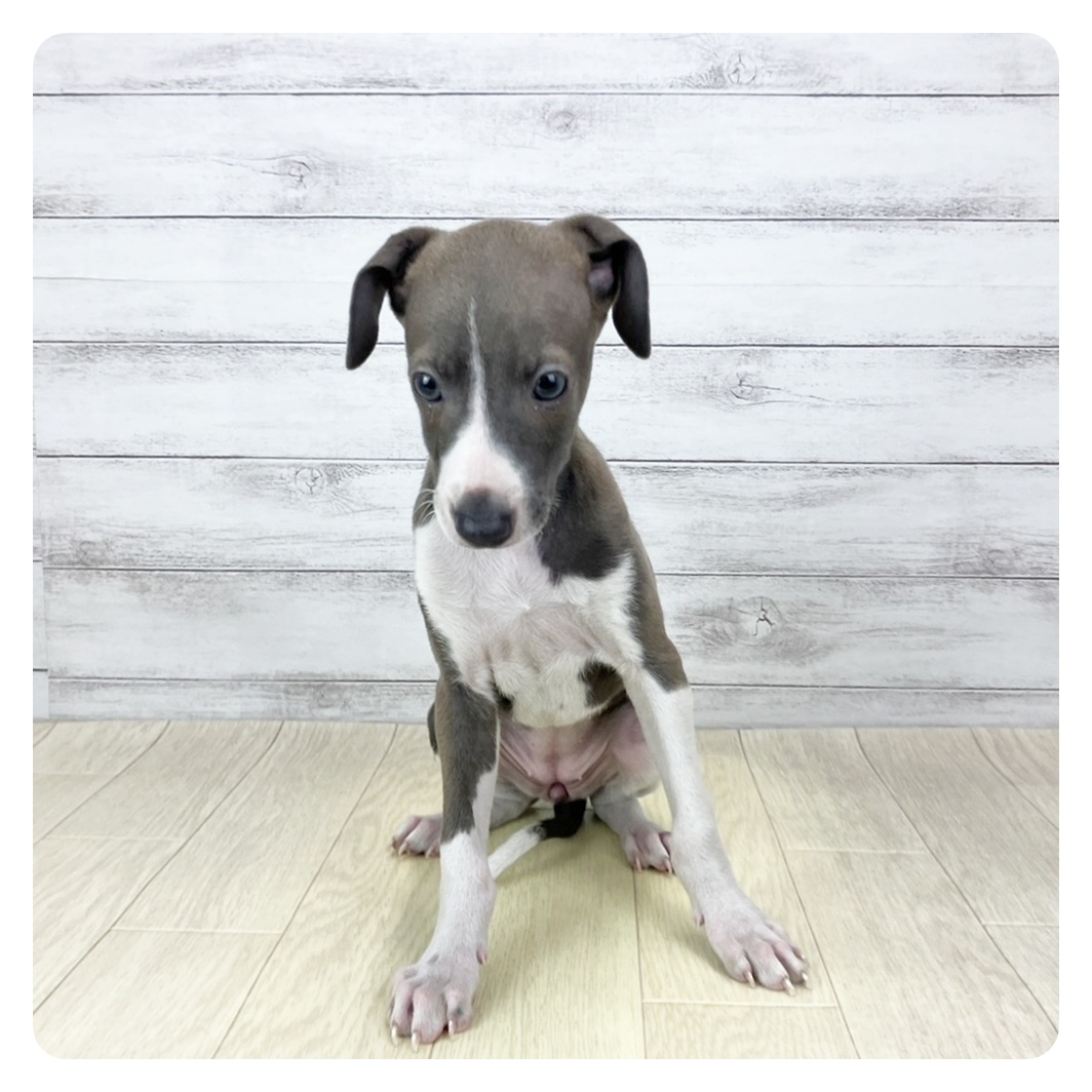 愛知県のイタリアングレーハウンド (犬の家＆猫の里一宮店/2025年12月20日生まれ/女の子/ブルー、ホワイトマーキング)の子犬