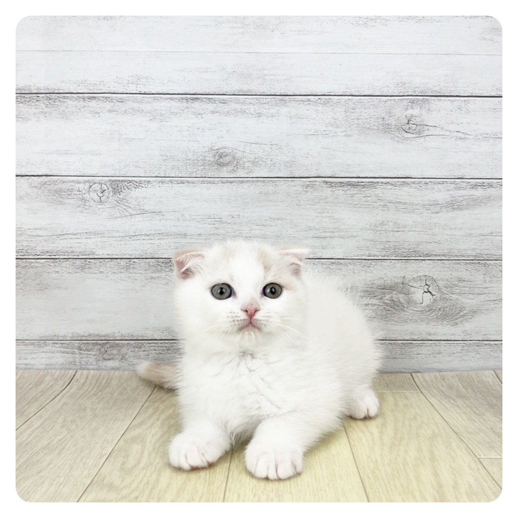 愛知県のスコティッシュフォールド (犬の家＆猫の里MiO香久山店/2025年12月18日生まれ/女の子/クリームタビーホワイトバン)の子猫