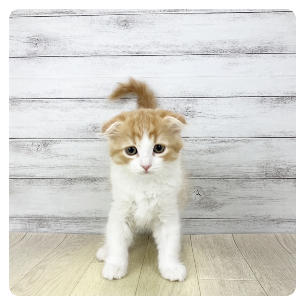 愛知県のスコティッシュフォールド (犬の家＆猫の里名古屋天白店/2025年12月13日生まれ/女の子/レッドタビーホワイト)の子猫