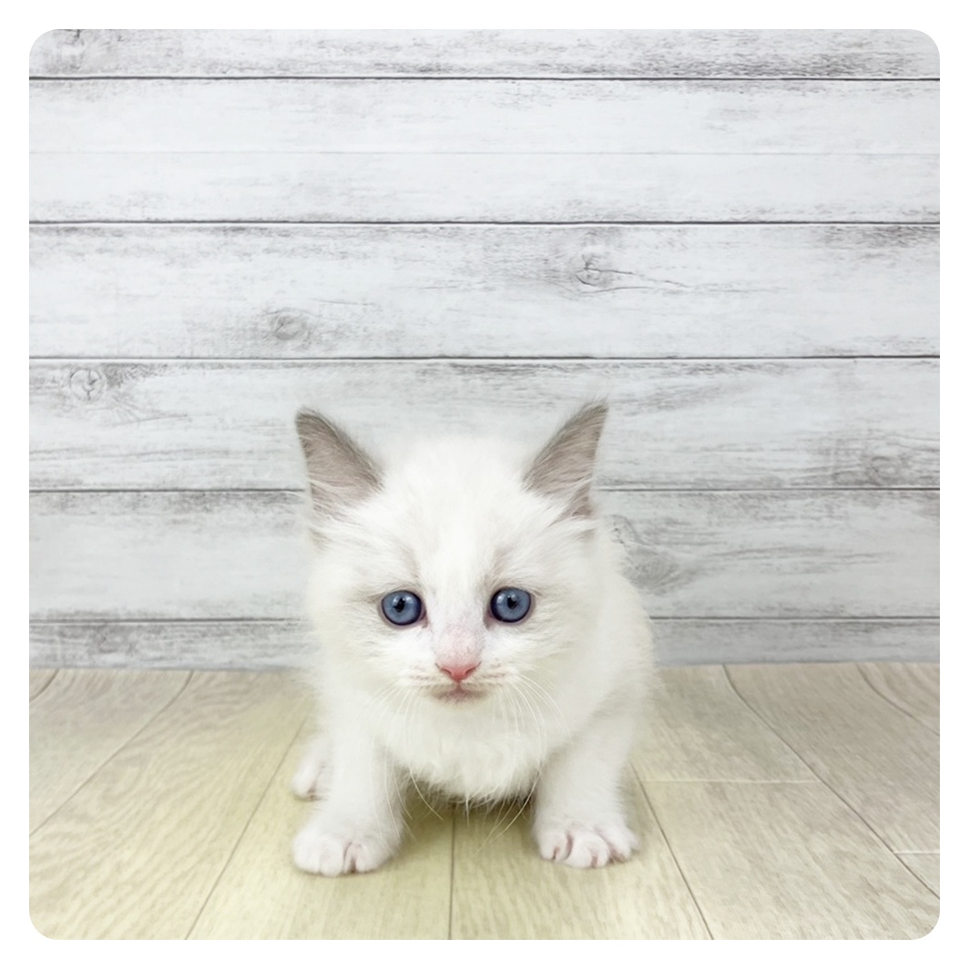 2025年12月21日生まれのラグドール