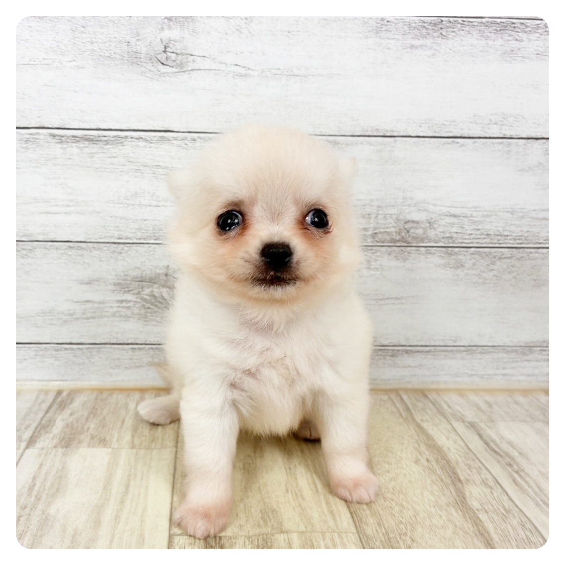 兵庫県のチワワ(ロング) (犬の家＆猫の里川西店/2025年12月20日生まれ/男の子/クリーム)の子犬