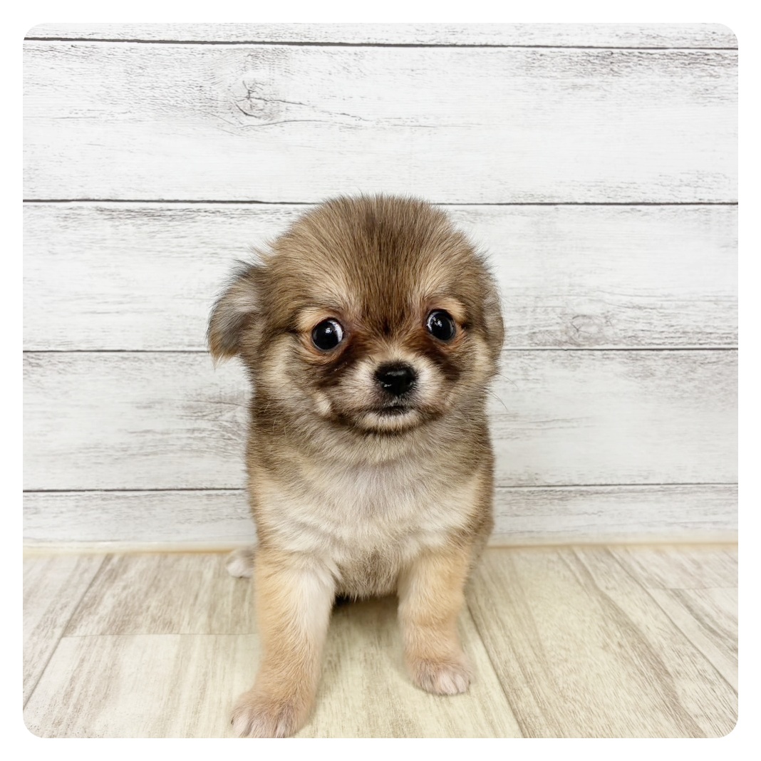 兵庫県のチワワ(ロング) (犬の家＆猫の里川西店/2025年12月20日生まれ/女の子/レッド)の子犬