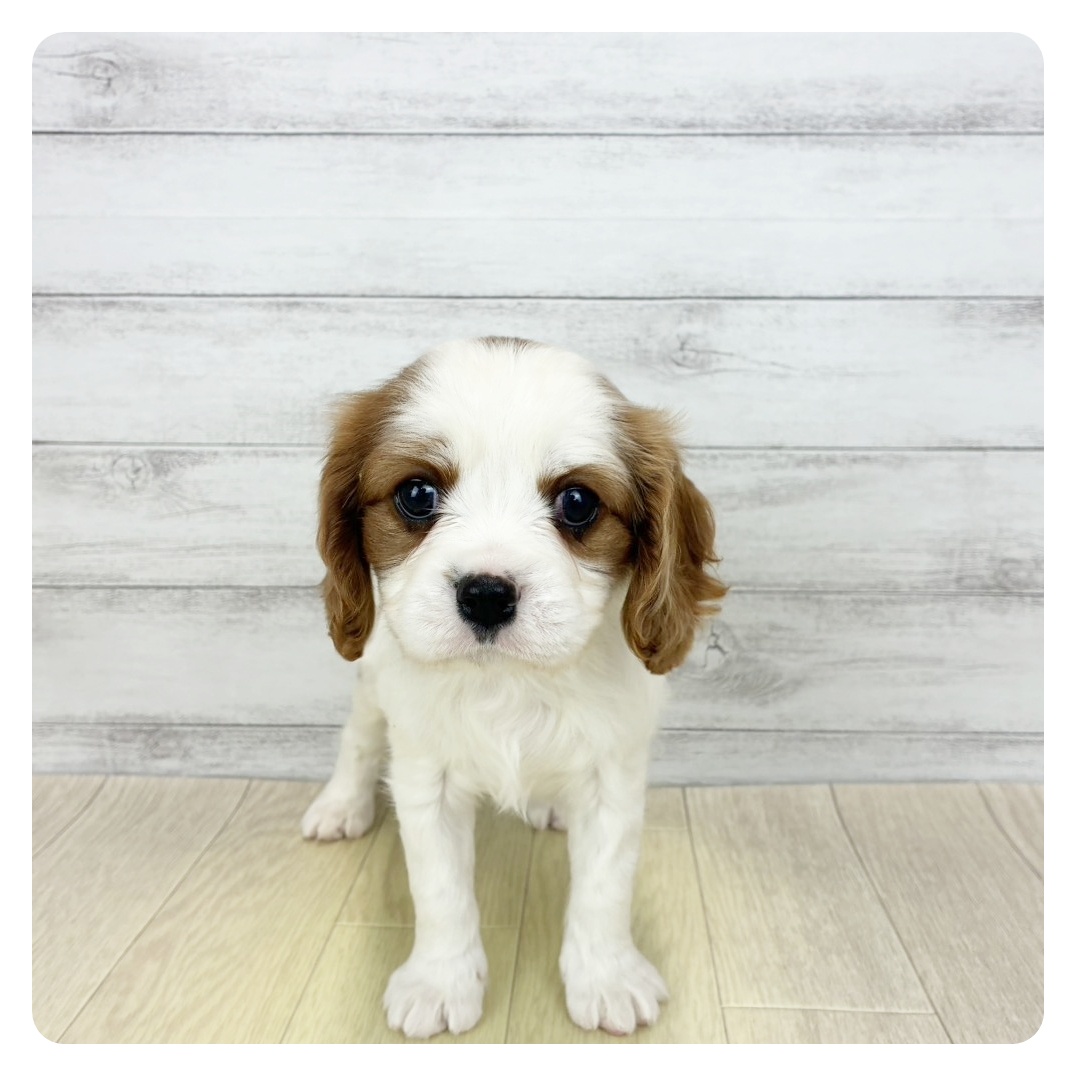 岡山県のキャバリアキングチャールズスパニエル (犬の家＆猫の里倉敷店/2025年12月21日生まれ/女の子/ブレンハイム)の子犬の3枚目の画像