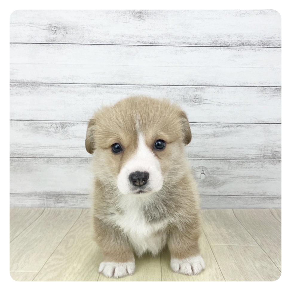 石川県のウェルシュコーギーペンブローク (犬の家＆猫の里金沢店/2025年12月22日生まれ/男の子/レッドホワイト)の子犬