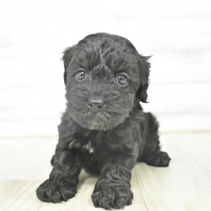 静岡県のコッカプー(アメリカンコッカースパニエル×プードル) (犬の家＆猫の里プレ葉ウォーク浜北店/2025年12月22日生まれ/男の子/ブラック)の子犬の3枚目の画像