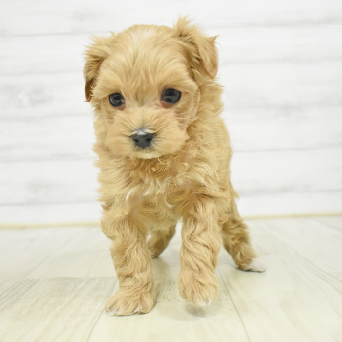 神奈川県のマルプー(マルチーズ×プードル) (犬の家＆猫の里相模原店/2025年12月21日生まれ/女の子/アプリコット)の子犬