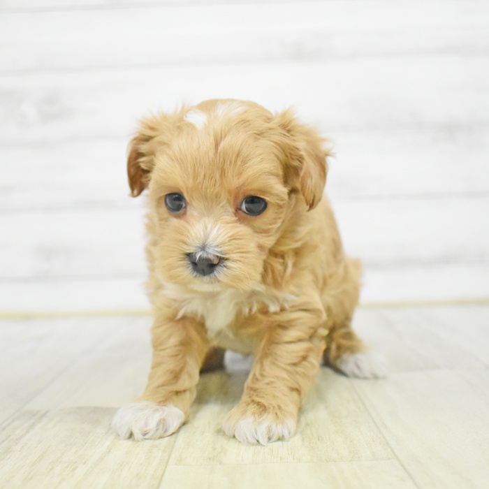 静岡県のマルプー(マルチーズ×プードル) (犬の家＆猫の里マークイズ静岡店/2025年12月21日生まれ/女の子/アプリコット)の子犬