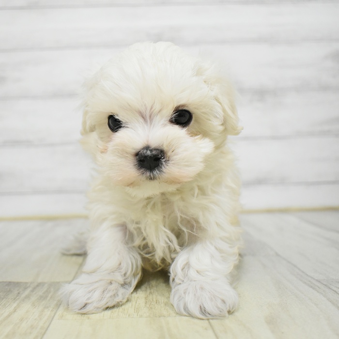 愛知県のマルチーズ (犬の家＆猫の里豊川インター店/2025年12月22日生まれ/男の子/ホワイト)の子犬