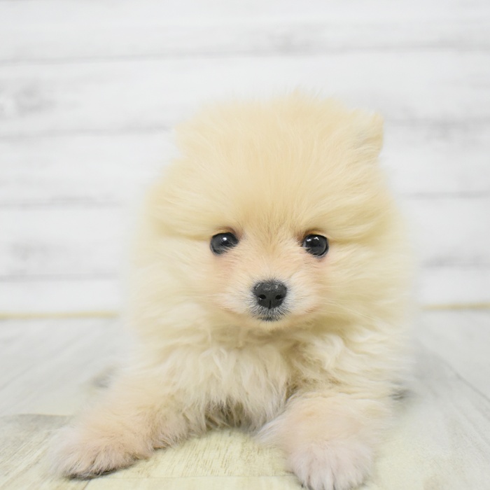 静岡県のポメラニアン (犬の家＆猫の里藤枝店/2025年12月22日生まれ/女の子/クリーム)の子犬