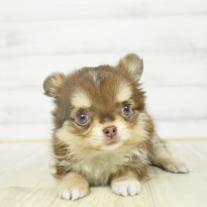 愛知県のチワワ(ロング) (犬の家＆猫の里春日井本店/2025年12月18日生まれ/女の子/チョコレートクリームホワイト)の子犬